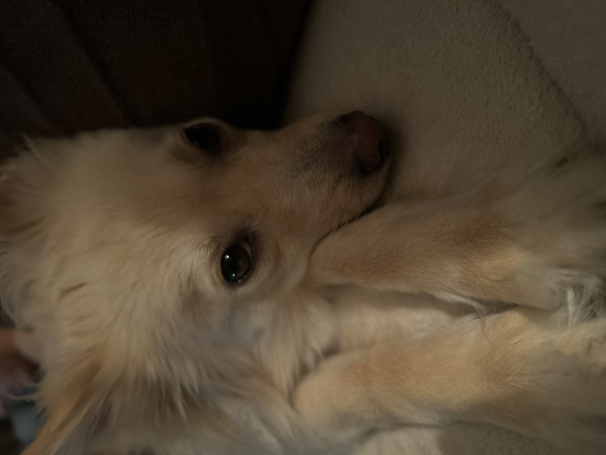 A close-up, eye-level shot shows a light-colored, fluffy dog with its head resting on its paws. The dog is lying on a beige surface, possibly a sofa or bed. The background is dark and indistinct, suggesting an indoor setting. The lighting is soft and dim, casting a warm glow on the dog's fur. There are no people or other animals visible in the image. The location is not specified in the image or metadata.