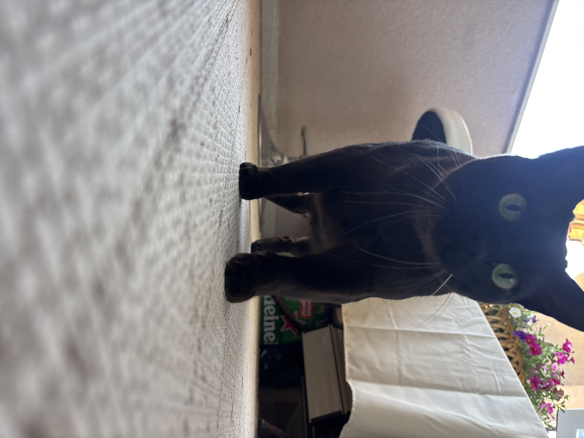 A blurry, close-up, indoor shot shows a black cat with green eyes standing on a textured surface. Below the cat is a Heineken bottle, books, and a white tablecloth. A flower basket with purple and white flowers is visible beyond the tablecloth. Based on the flower box and white table clothes, the photo appears to be on the balcony. I don't have information available to conclude with certainty the location.