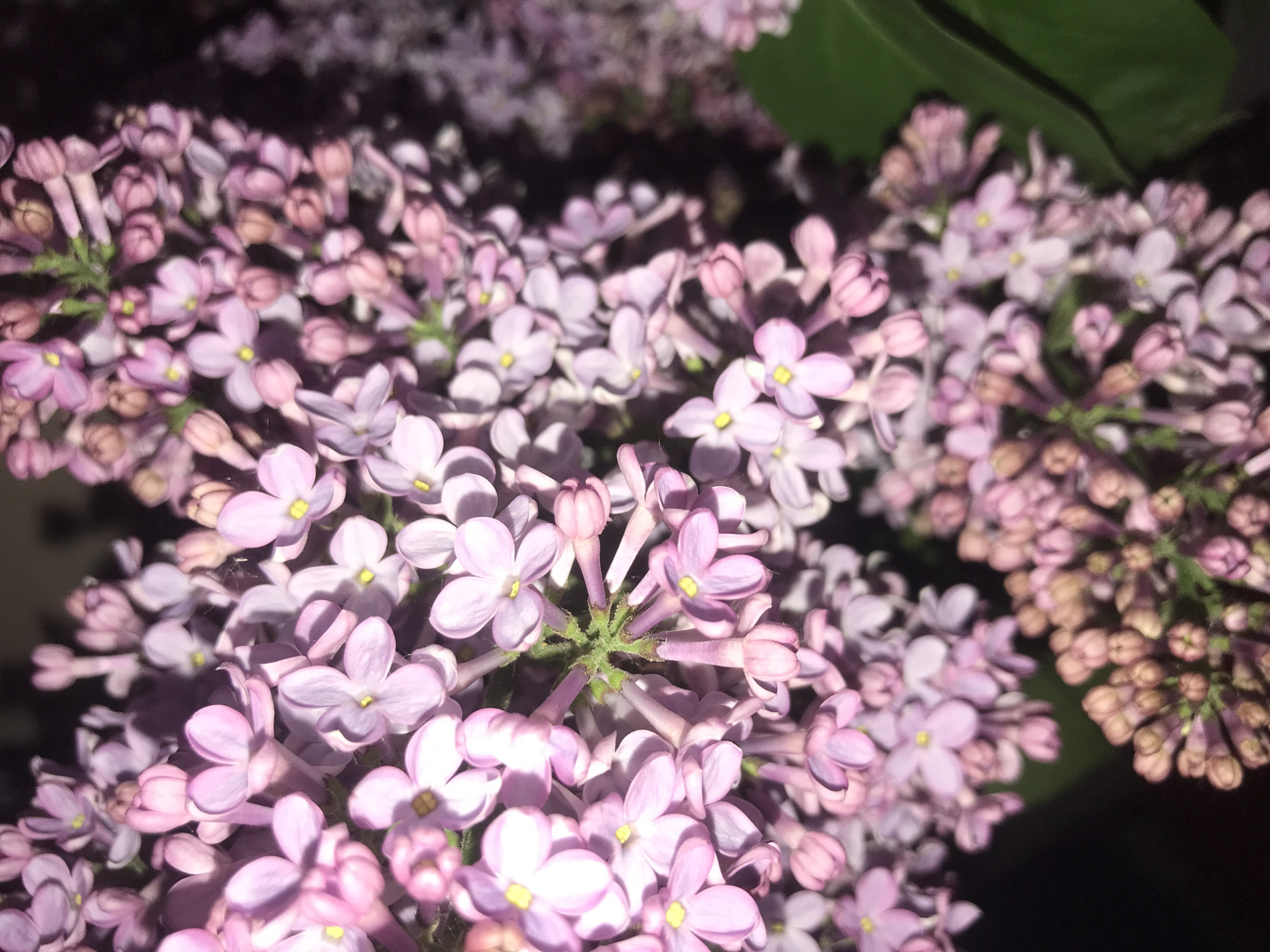 The image shows a close-up of lilac flowers with pink and light purple petals and yellow centers. The flowers are in full bloom and clustered together. One or two green leaves are also visible in the upper right. The background is dark and out of focus. There is no visible evidence linking the image to the city of Kharkiv, Ukraine. There are no people, actions, or interactions visible in the scene.