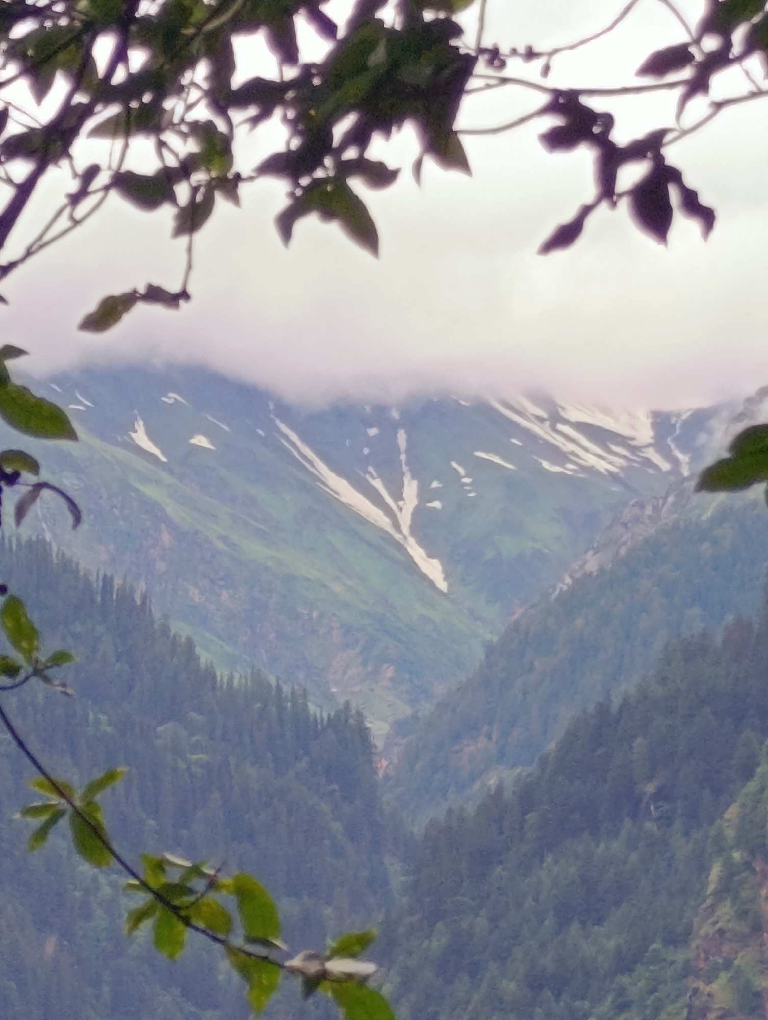A misty, overcast sky looms over a valley in Manali, India. Dark green pine trees cover the steep slopes of the valley. Higher up, the mountainside is a patchwork of green and white, with patches of snow still clinging to the terrain. Wisps of clouds drift across the mountain peaks. In the foreground, the dark silhouettes of tree branches and leaves frame the scene.