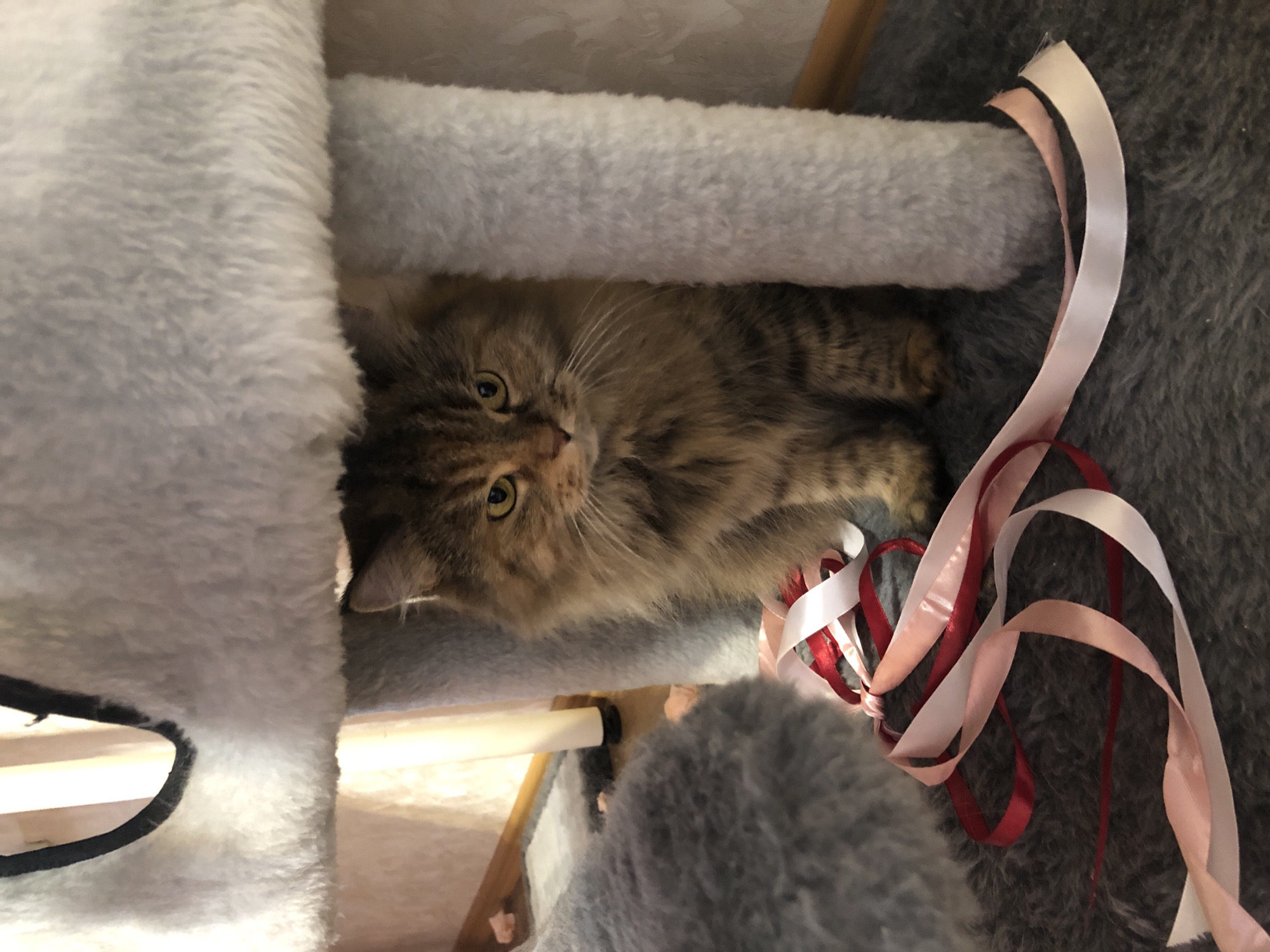 A fluffy, long-haired tabby cat with green eyes sits on a gray carpet. The cat is peeking out from under a light gray, plush structure that appears to be a cat tree. Red and pink ribbons are spread on the carpet in front of the cat. The background shows a wooden floor and a white vertical post, possibly part of the cat tree or furniture. The lighting is soft and warm.