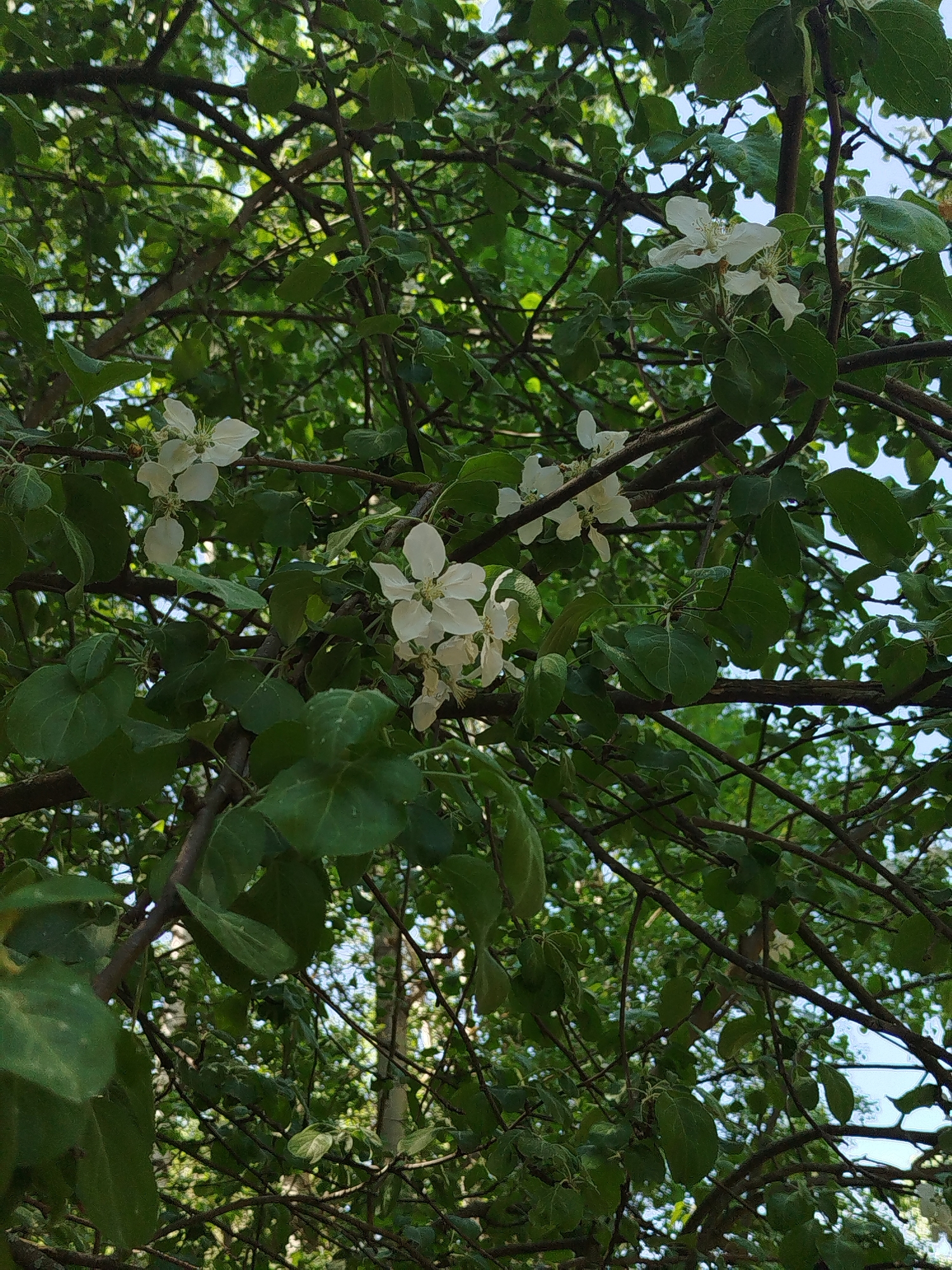 The image shows a tree with white flowers and green leaves against a background of blue sky. The branches are brown and somewhat tangled. The location is unspecified.