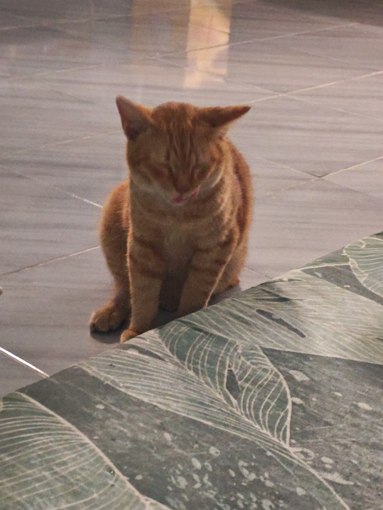 An orange tabby cat with its eyes closed and tongue sticking out is sitting on a tiled floor in Sarongan, Indonesia. The cat is positioned in the center of the frame, facing forward. In the foreground, a textured surface with a green, leafy pattern is visible. The background consists of a light-colored tiled floor with visible grout lines. The lighting suggests an indoor environment.