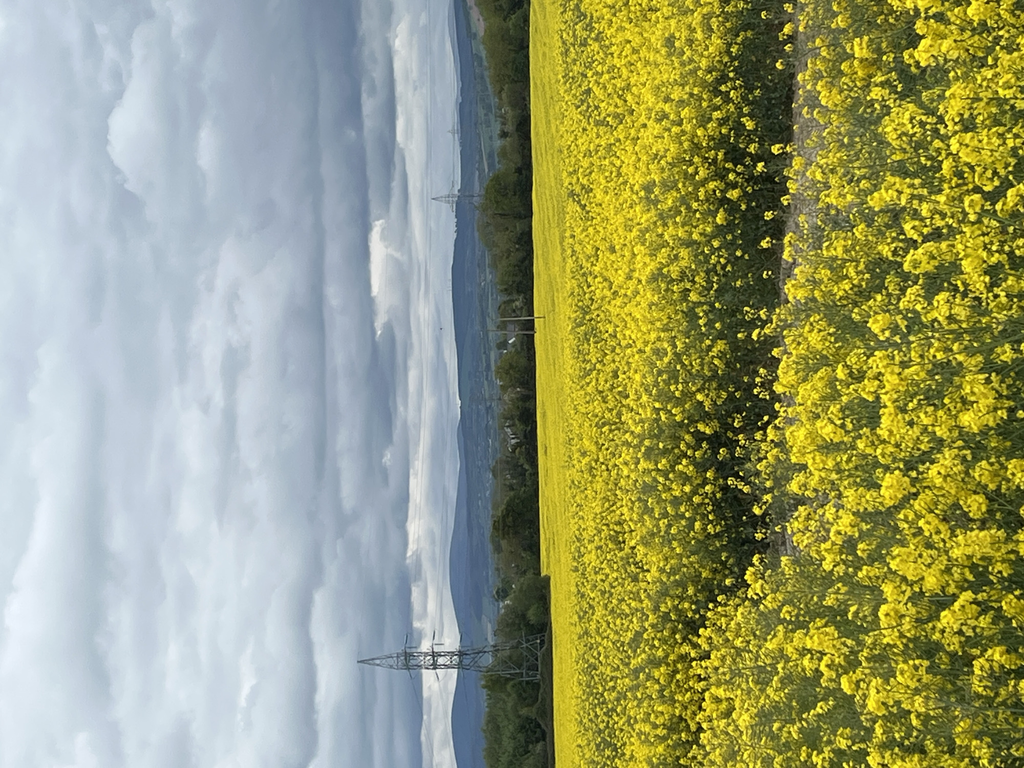 The image shows a field of bright yellow rapeseed flowers under a cloudy sky. In the distance, there are hills and mountains. An electricity pylon is visible, and a path seems to run through the rapeseed field. The location appears to be rural, but the specific city or region is unknown.