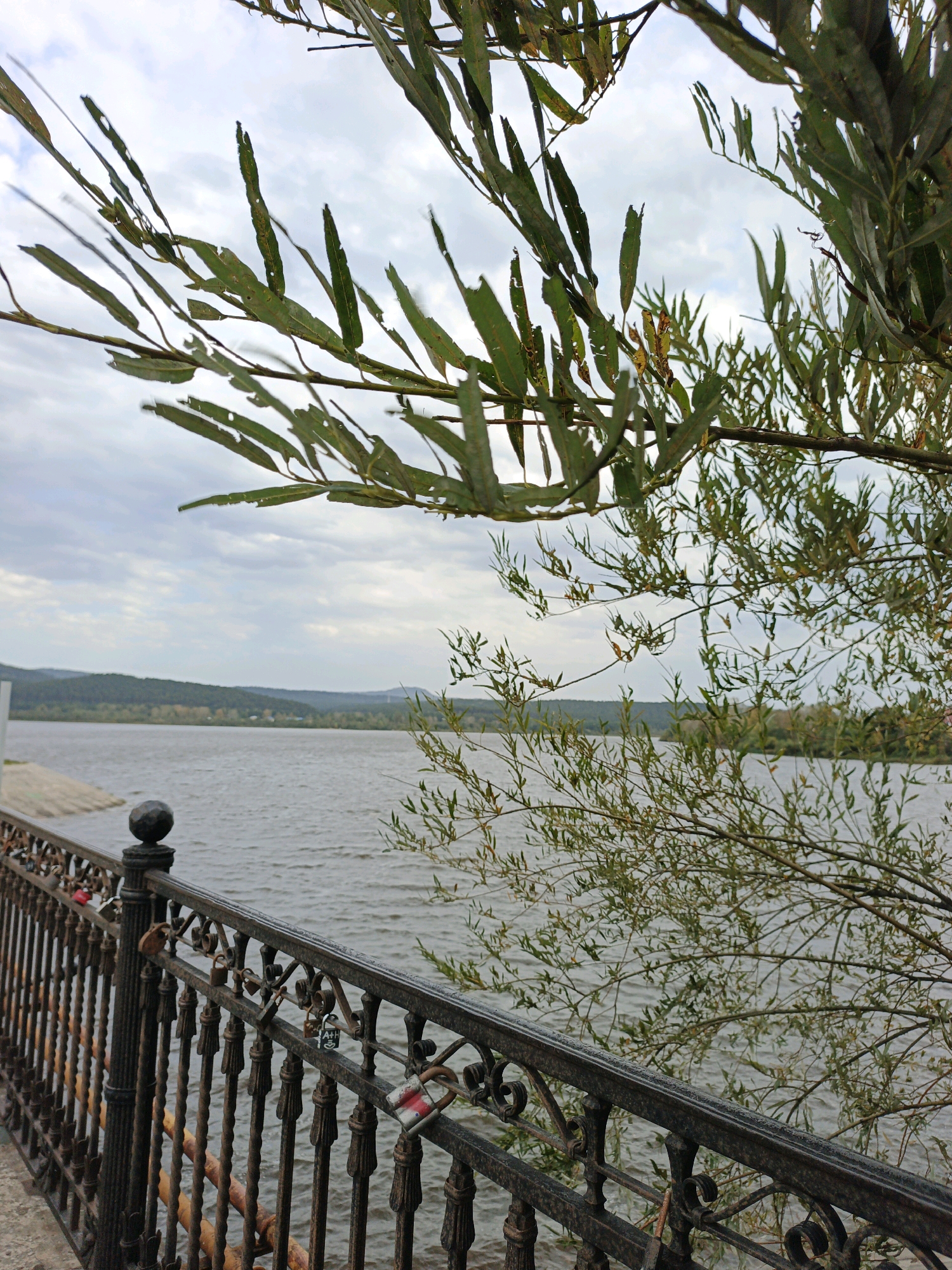 The image shows a view of the Zlatoust Pond in Zlatoust, Russia. In the foreground, there is a decorative metal fence with several padlocks attached to it, a common tradition for couples to symbolize their love. Behind the fence, a wide body of water stretches out, reflecting the overcast sky. Trees with long, slender leaves frame the upper part of the image, their branches reaching towards the sky. In the distance, a forested hillside forms the backdrop to the pond, with some buildings visible amongst the trees. The overall atmosphere is calm and serene, typical of a waterfront landscape in autumn.