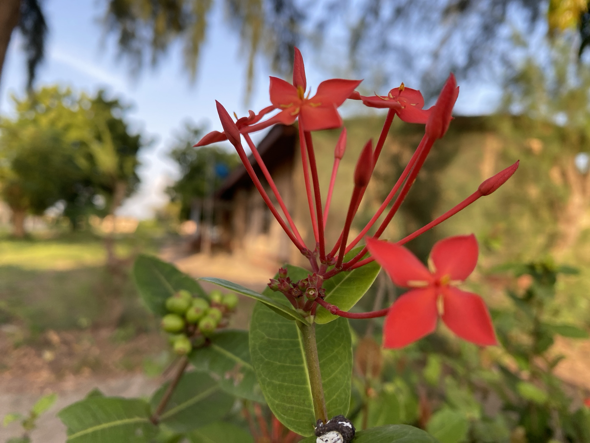 The image depicts a close-up of a red Ixora flower, also known as a Jungle Geranium or Flame of the Woods, in Tawpo, Nigeria. The flower is the primary subject and is in focus, showcasing its red petals and buds. Green leaves and unripe green berries are also visible on the plant. The background is blurred, showing a building or structure and trees under a blue sky. The foreground also includes foliage and a portion of the plant stem with some white residue. The overall scene suggests an outdoor environment in a residential or natural setting in Tawpo.