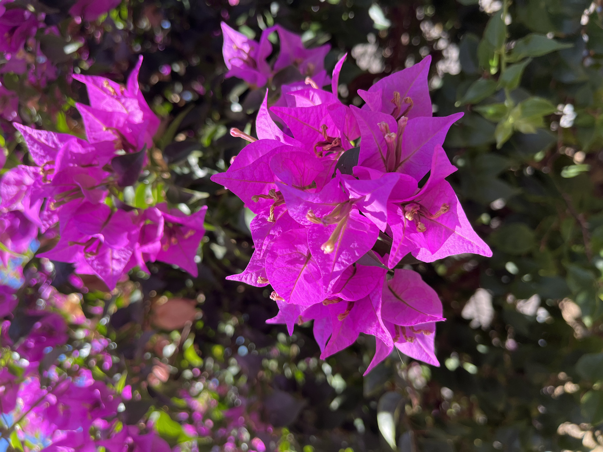 A close-up, vertical, natural light photograph features a cluster of vibrant magenta bougainvillea flowers in the foreground, with their pointed, papery bracts sharply in focus. The flowers are detailed with visible stamens and pistils. Behind the prominent bloom, other bougainvillea flowers and dark green foliage are visible, some in sharp focus and others softly blurred, creating a bokeh effect. The overall background consists of more out-of-focus greenery and bright, circular bokeh highlights, suggesting a sunny outdoor environment. The image does not contain any people, buildings, or specific landmarks to indicate its location within Desa Tambakreja, Indonesia.