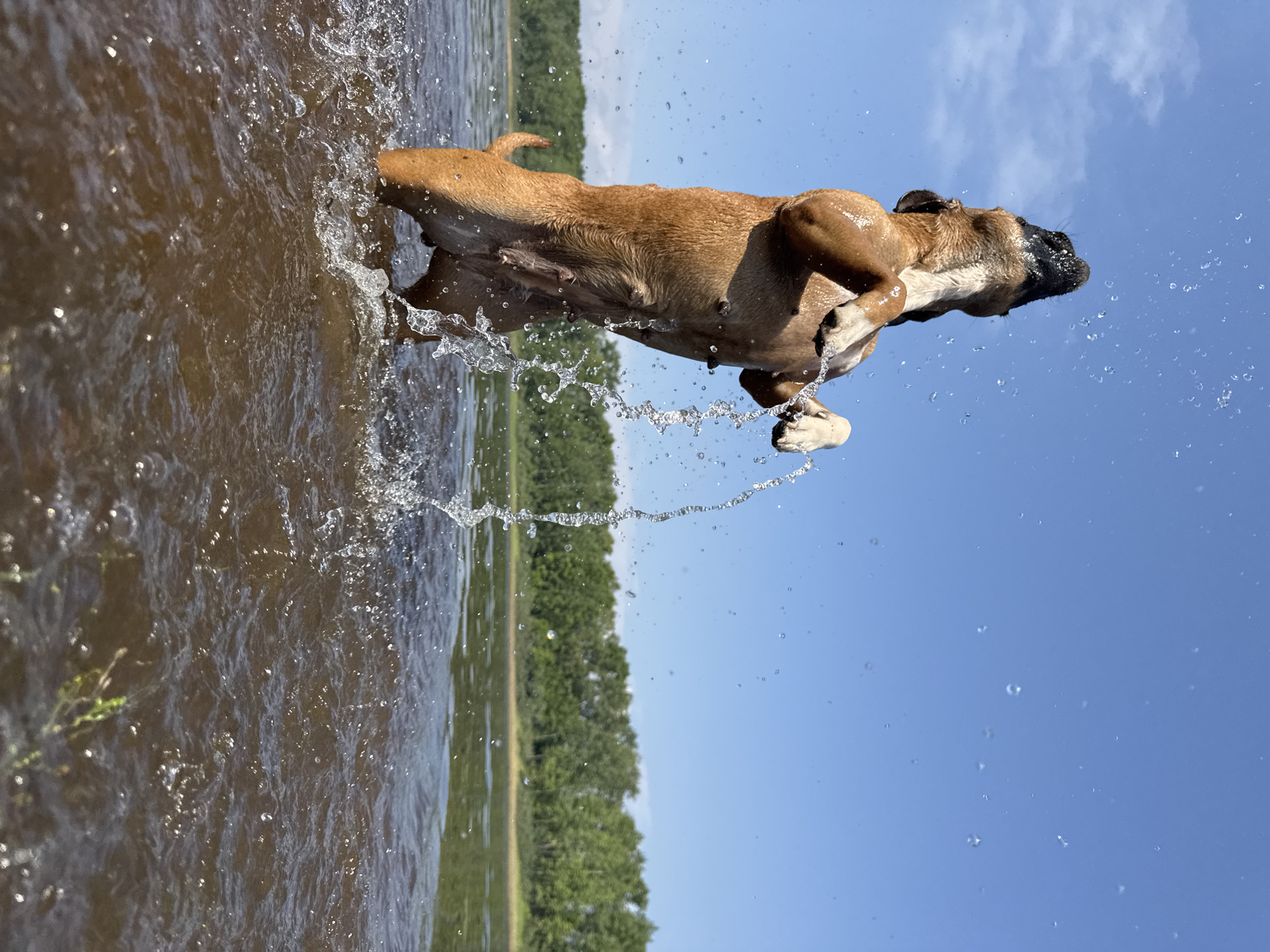 A brown-and-black boxer dog stands on its hind legs in murky water, splashing a stream of water upwards with its front paws. The dog's body is wet, and water droplets are visible in the air around it. In the background, a green tree line borders a body of water, beyond which a clear blue sky is visible. The scene appears to be a natural outdoor environment. The location is not specified within the image itself and cannot be determined from visual cues alone.