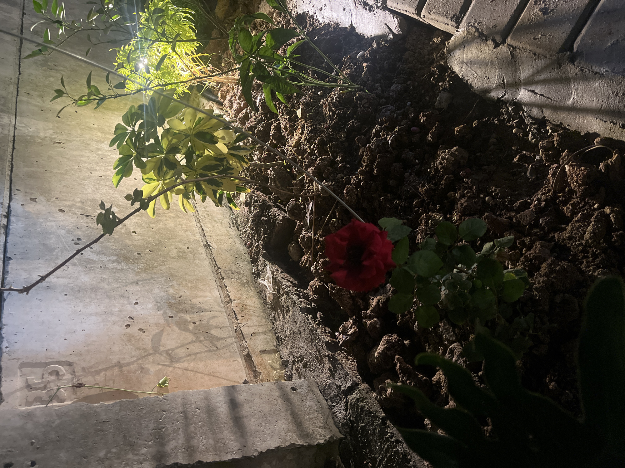 The image depicts a dimly lit outdoor scene, likely at night, focusing on a small garden bed. The garden bed is situated against a textured concrete wall, which appears to be part of a building or structure. The wall has a rough, weathered surface and shows some signs of age.
In the foreground, a single red rose is in bloom, its petals a vibrant contrast against the dark soil. The rose plant has green leaves and a slender stem. To the left and partially in shadow, there are dark green leaves of another plant, possibly a fern or a similar foliage plant.
Behind the rose, the garden bed is filled with dark, rich soil, with some visible clumps and small stones. Several plants are growing in this bed. To the right of the rose, a plant with thin stems and small green leaves is visible, its branches reaching upwards. Further back and to the left, a plant with variegated green and yellow leaves is prominent. A bright light source, possibly an artificial light, illuminates these plants from behind, casting shadows and highlighting their foliage.
The ground adjacent to the garden bed is paved with brickwork, which is visible along the right edge of the image. The overall impression is of a small, cared-for garden space, possibly a backyard or a side area of a property.
The location provided, Jati Mulya, Indonesia, suggests this scene is within a residential or urban environment in that region. The presence of a concrete wall and brick paving is consistent with construction typical in many Indonesian cities. The types of plants, such as the rose and the variegated leafy plant, could be found in tropical or subtropical climates like that of Indonesia. The lighting suggests it is either evening or night, or a very shaded area illuminated by artificial light.
