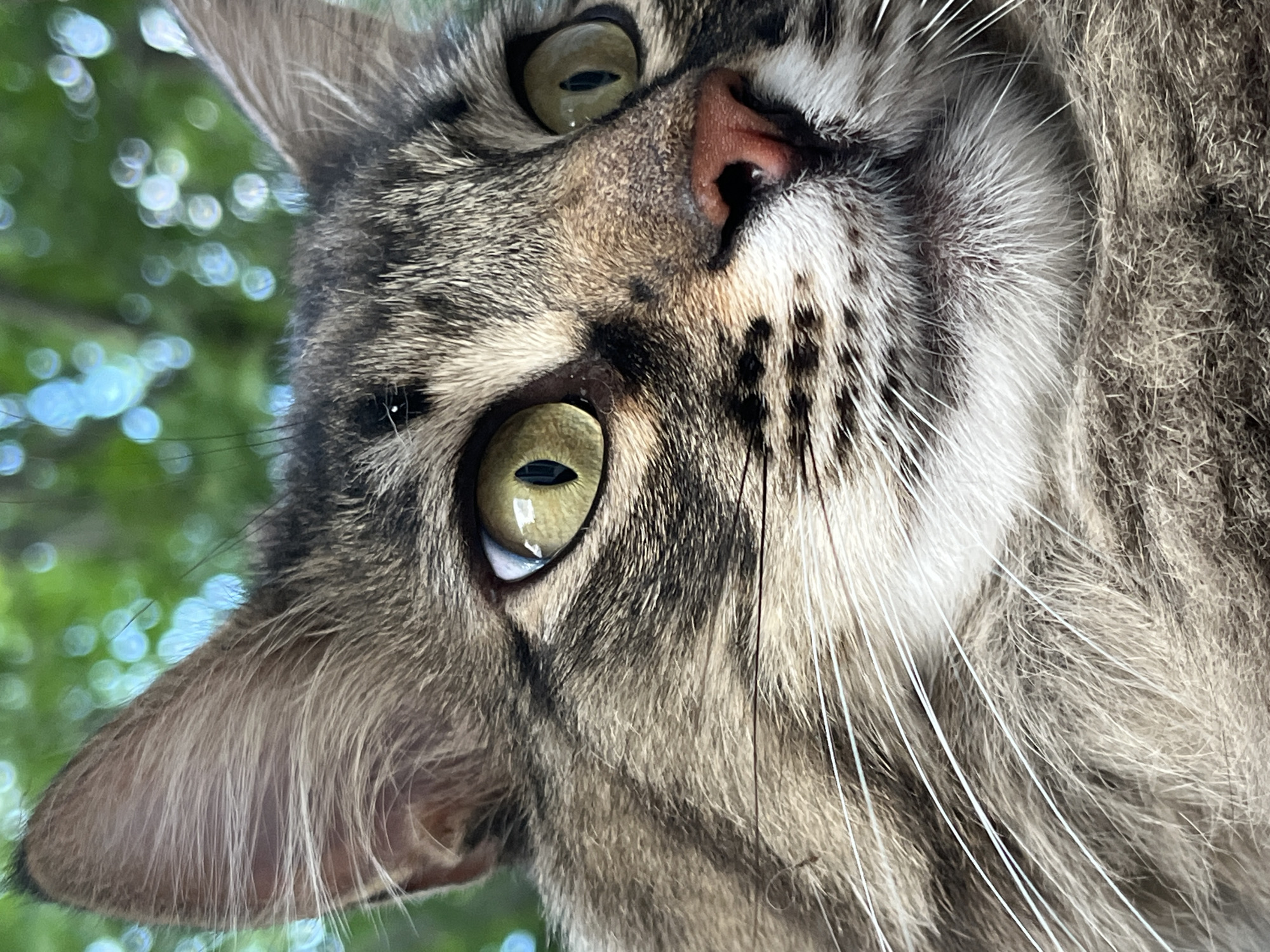 This is a close-up, upside-down, extreme close-up of a tabby cat's face. The cat's fur is predominantly gray with black stripes. The cat has large, expressive green eyes that are reflecting light, giving them a luminous quality. The pupils are narrow, suggesting the photo was taken in bright light. The cat's pink nose is visible, as are its prominent white whiskers, some of which are blurred due to the shallow depth of field. The background is a soft-focus blur of green foliage and bokeh lights, indicating an outdoor setting, possibly in a garden or park during the day. There is no visible text in the image. The cat appears alert and curious, looking directly into the camera. The close-up perspective emphasizes the texture of the fur and the details of the cat's facial features.