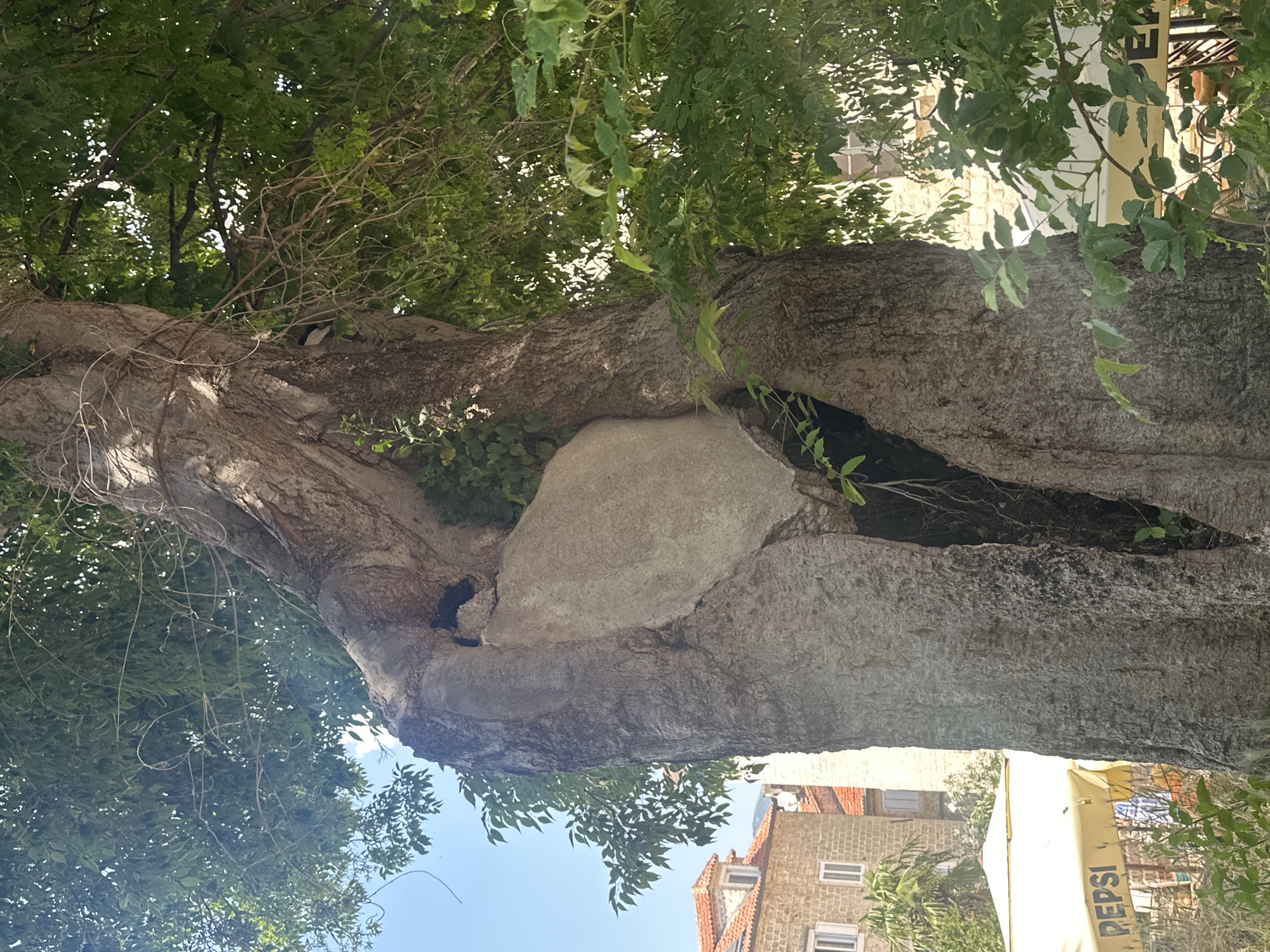 The image depicts a large tree in Budva, Montenegro, where the trunk has grown around a sizable rock, incorporating it into its structure. The tree's bark is rough and textured, with greenery visible in the background. A building with an orange tiled roof and a light colored facade can be seen behind the tree, along with a yellow Pepsi branded awning. The sky is blue, visible through gaps in the foliage.