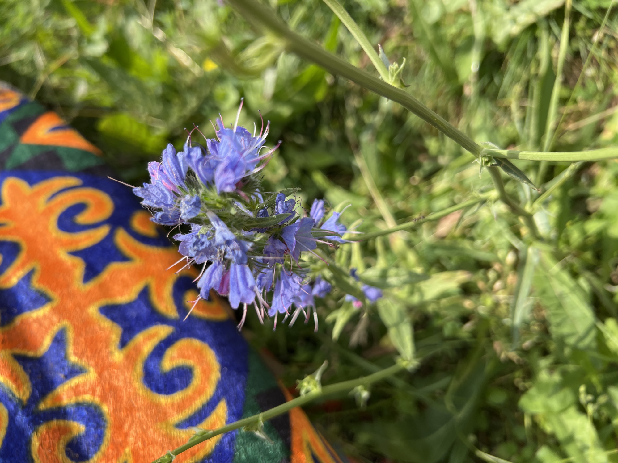 In Yuryevka, Kyrgyzstan, a close-up shot focuses on a cluster of delicate blue and purple flowers with thin, pinkish stamens. The flowers are surrounded by green foliage and stems, with a blurred background. To the left and top of the frame, a portion of a textile is visible, featuring a vibrant pattern of interlocking orange and blue swirls against a darker background. The scene is illuminated by natural light, suggesting an outdoor setting.