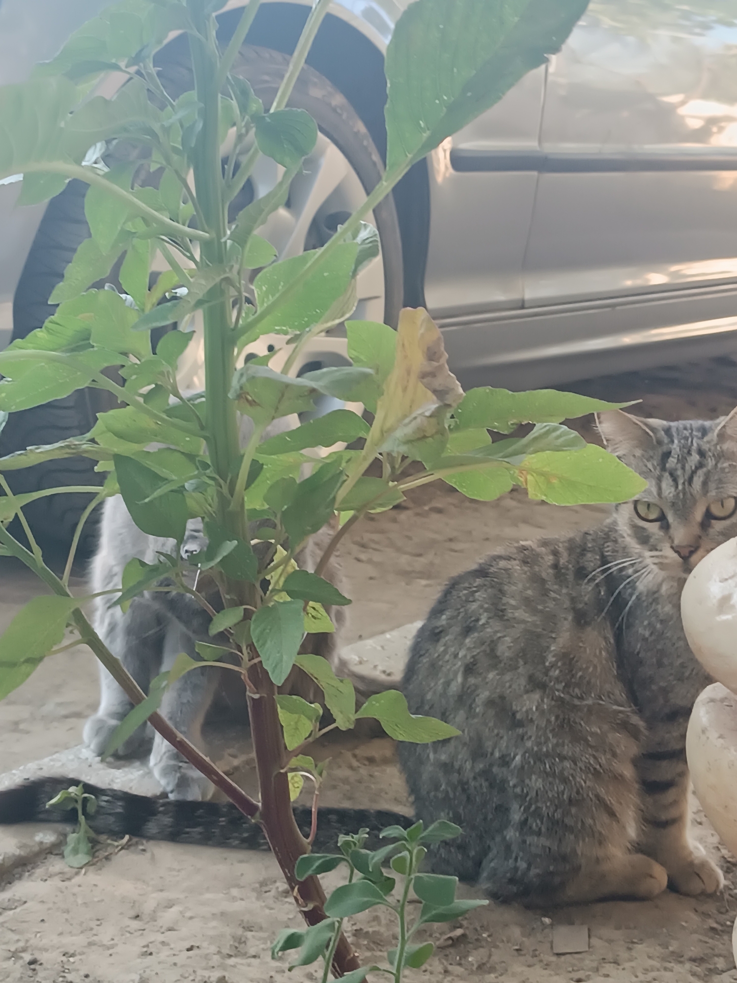 Two cats are partially obscured by a green plant with reddish stems in the city of Vypasne, Ukraine. The cat on the right, a tabby with green eyes, is positioned in the foreground, facing the camera. Behind it, and to the left, a gray cat is visible, also facing away from the camera. They are situated on a dusty, uneven ground next to a light-colored vehicle. The vehicle's wheel and lower body are visible in the background, suggesting an outdoor setting. The lighting indicates it is daytime.