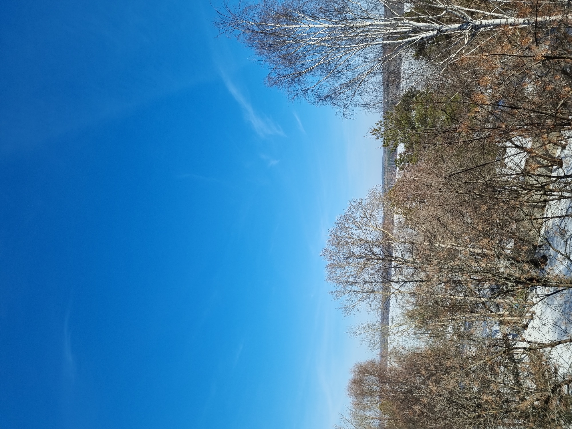The image shows a winter landscape with a clear blue sky taking up a large portion of the frame. Trees are visible along the horizon line, some with bare branches and others with patches of snow clinging to them. Patches of snow are also visible on the ground beneath the trees. The image is likely taken near a body of water, suggested by the horizontal line separating the trees and the sky. It is impossible to confirm that this image was taken in the city of Chaikovsky, Russia, with only this image to go by.