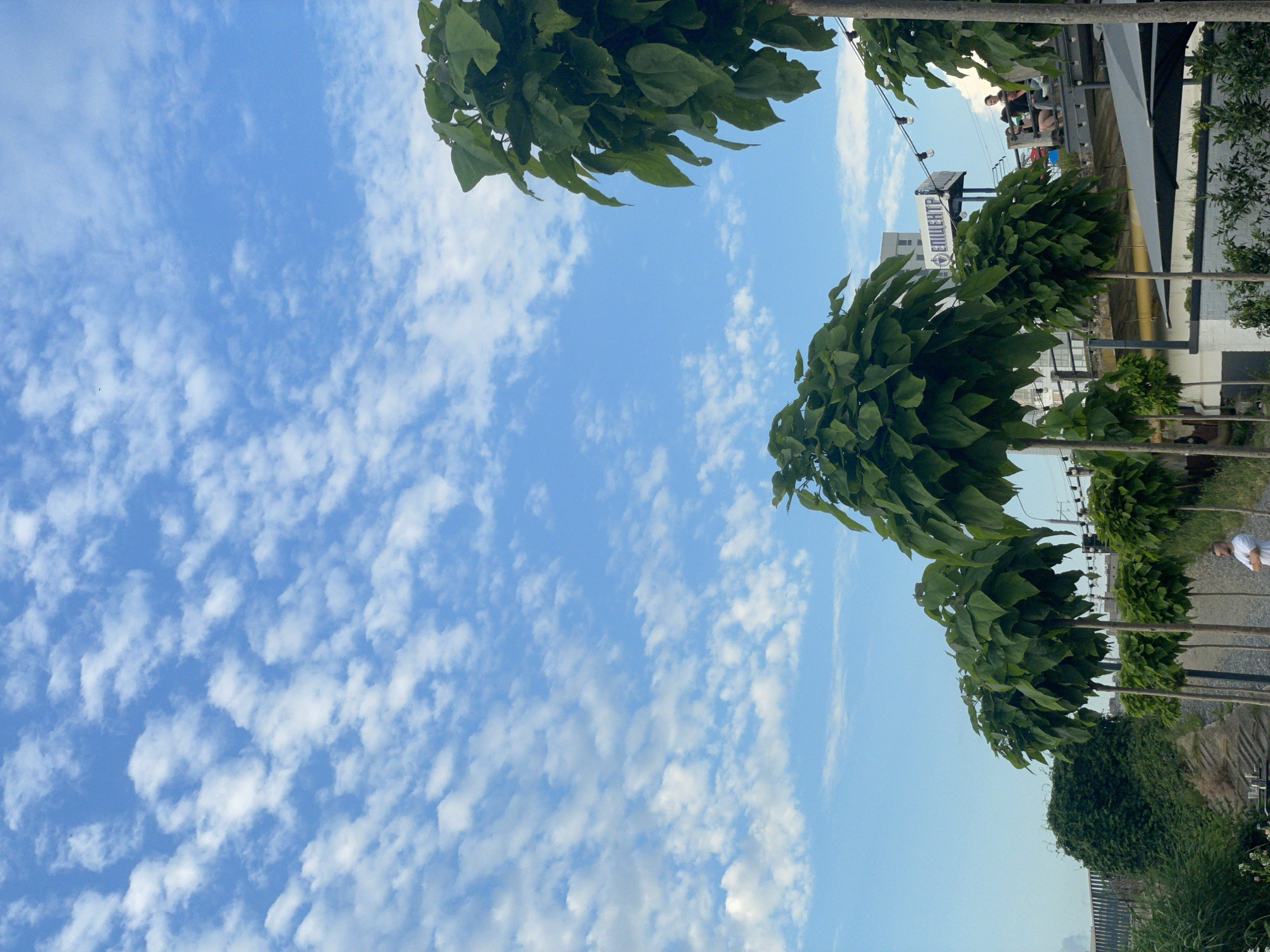 The media file is a photograph taken outdoors, showing a blue sky with scattered white clouds. In the foreground, there are several trees with large, green leaves, pruned into a rounded shape. These trees are planted in a row. In the background, there is a building with the word "ХМЕЛЬНИЦЬКИЙ" (Khmelnytskyi) written on it in large white letters. There are also some people visible in the background, standing or sitting on a structure. The scene appears to be a public area, possibly a park or a commercial space. The time of day appears to be daytime, with bright sunlight. The weather seems to be pleasant, with clear skies and a few clouds.