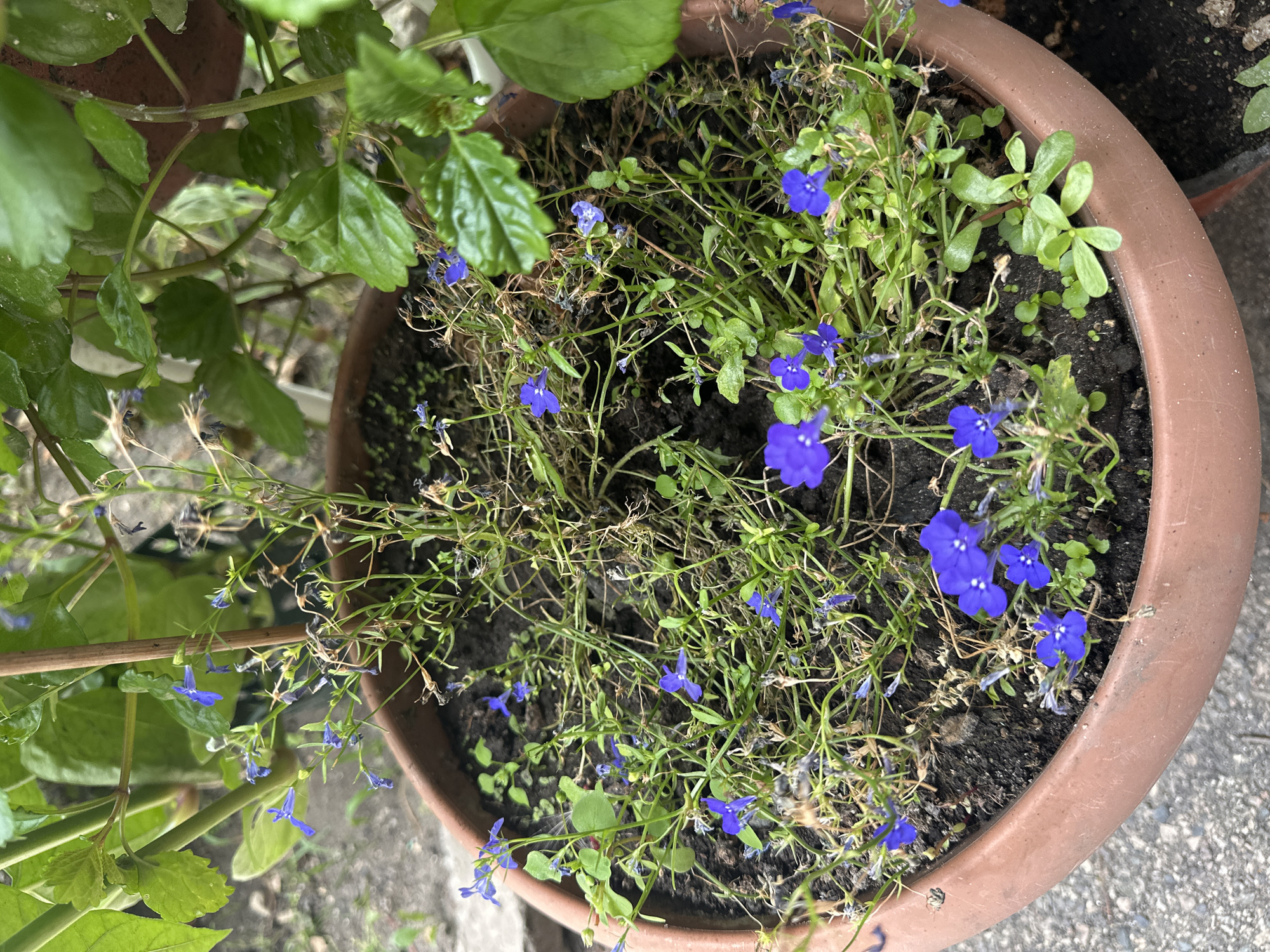 The image shows a close-up, eye-level view of a terracotta pot containing a sprawling plant with numerous small, bright blue flowers and green leaves. The plant appears somewhat overgrown and untidy, with some dried brown stems and leaves interspersed with the green growth. The flowers are delicate and five-petaled, clustered along the stems. The pot is filled with dark soil, and the pot's rim is visible, along with the rough, grey surface of what appears to be a concrete or paved area on which the pot rests. In the background, blurred green foliage and a wooden stake are visible, suggesting this is an outdoor setting, likely a garden or balcony. The lighting suggests it is daytime, possibly overcast, with soft, diffused light. There is no indication of the specific location in Yessentuki, Russia, beyond it being a common type of plant and pot found in many urban or suburban settings. No people, animals, or specific landmarks are present.