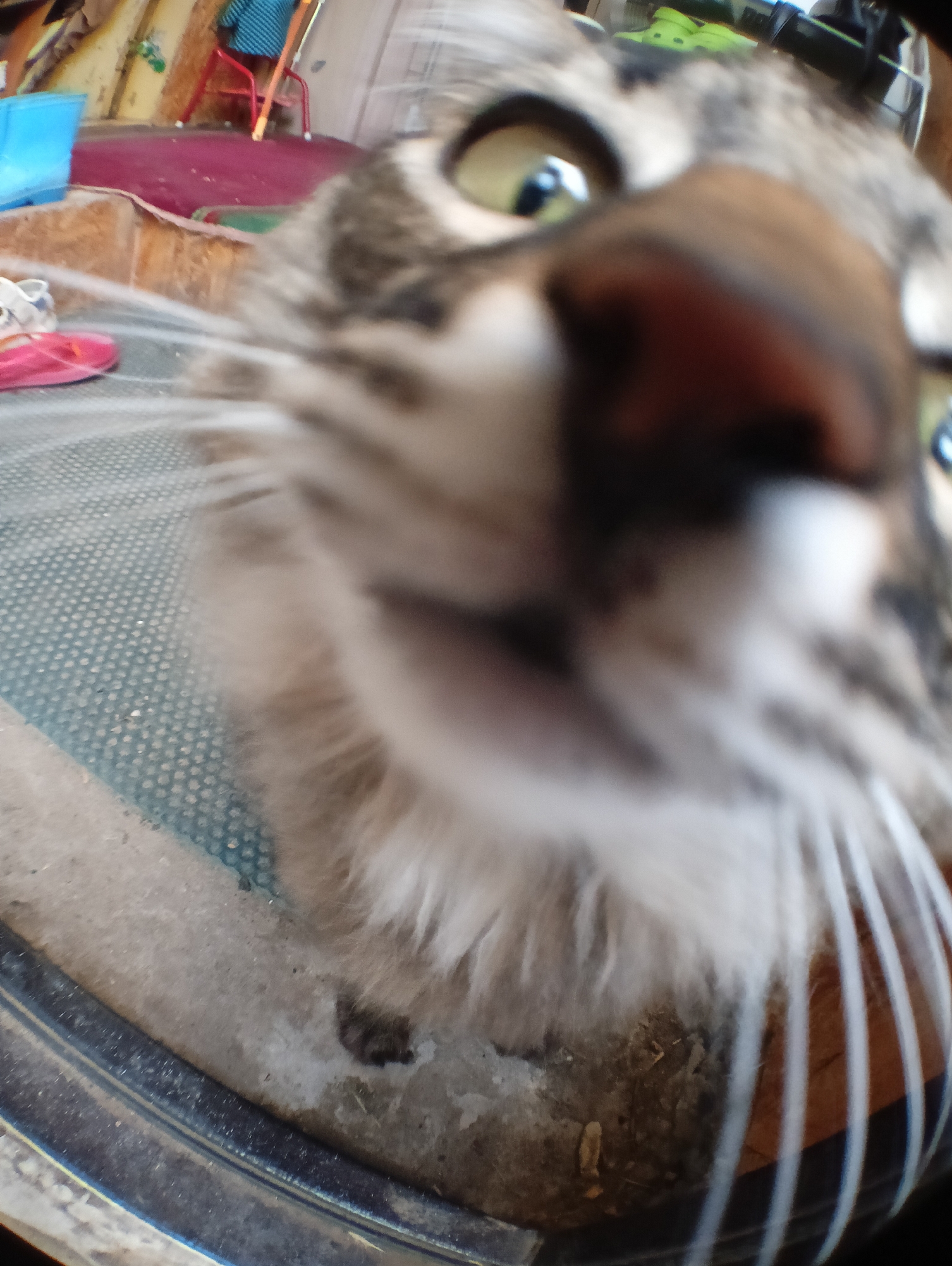 The image shows a close-up, fisheye lens view of a cat's face, appearing to be very close to the camera. The cat's nose and eyes are prominent, with the nose being brown and textured. The cat's fur is striped gray and white, and its whiskers are long and white, fanning out from its face. The background is blurred, but hints of a domestic environment can be seen, including what appears to be a red rug or mat, a blue plastic container, and some wooden furniture. There are also what look like children's shoes, one pink and one white, in the lower left portion of the image. The scene does not depict any specific location in Krasnyye Barrikady, Russia, and contains no people or discernible human interactions.