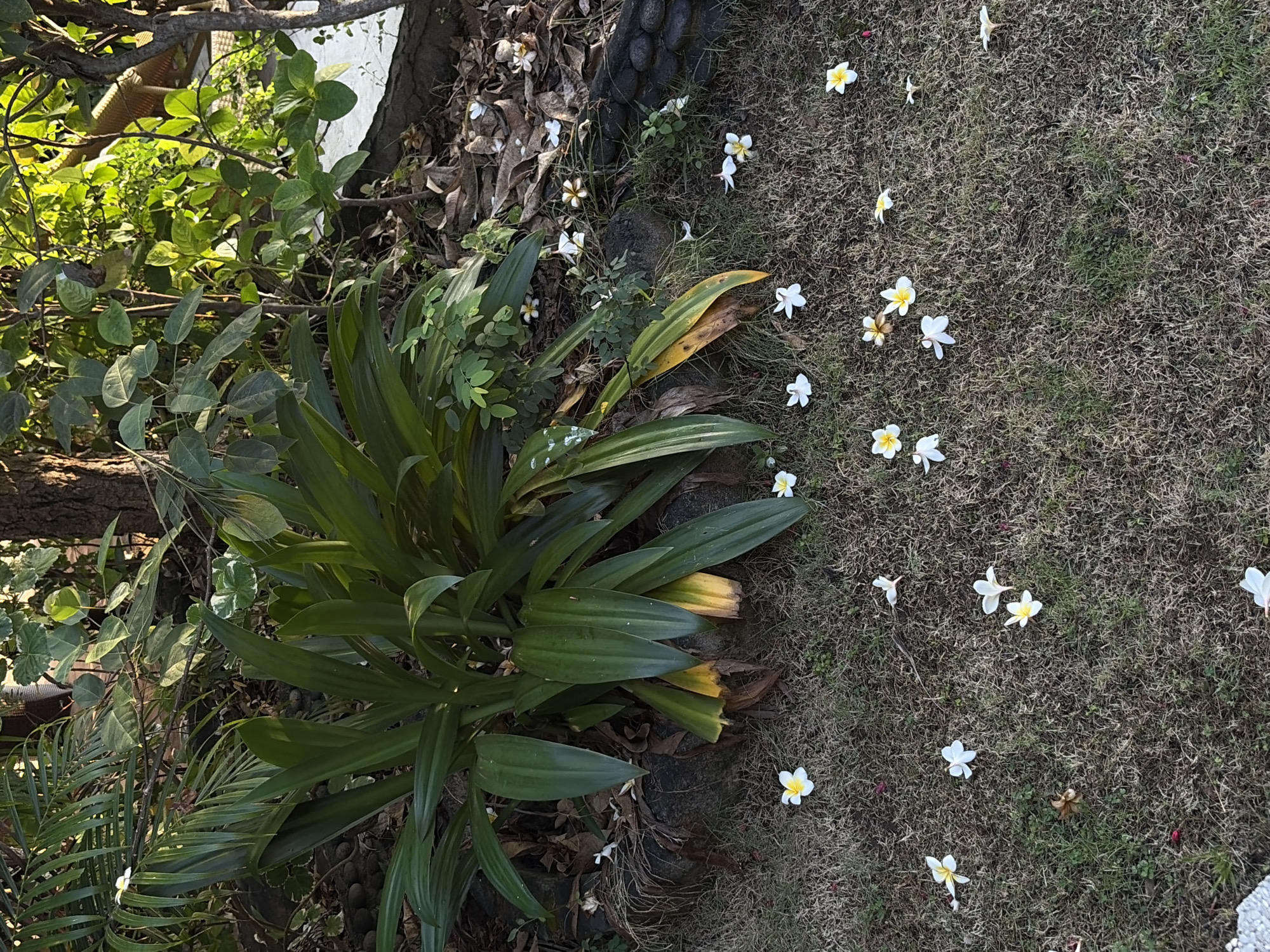 This is a top-down, medium shot of a natural outdoor scene in Abang, Indonesia. The image is divided into two distinct areas: on the left, lush green foliage from plants and trees creates a dense canopy, with glimpses of brown tree bark and some dry leaves scattered on the ground. On the right, a patch of dry, matted grass is dotted with numerous fallen white and yellow plumeria flowers. The lighting suggests it is daytime, likely late morning or early afternoon, with strong sunlight casting shadows. The overall mood is peaceful and serene, evoking a tropical garden or pathway. There are no visible people, objects, or text in the frame. The combination of vibrant green foliage and the scattered plumeria flowers on the dry grass creates a visually striking contrast.
