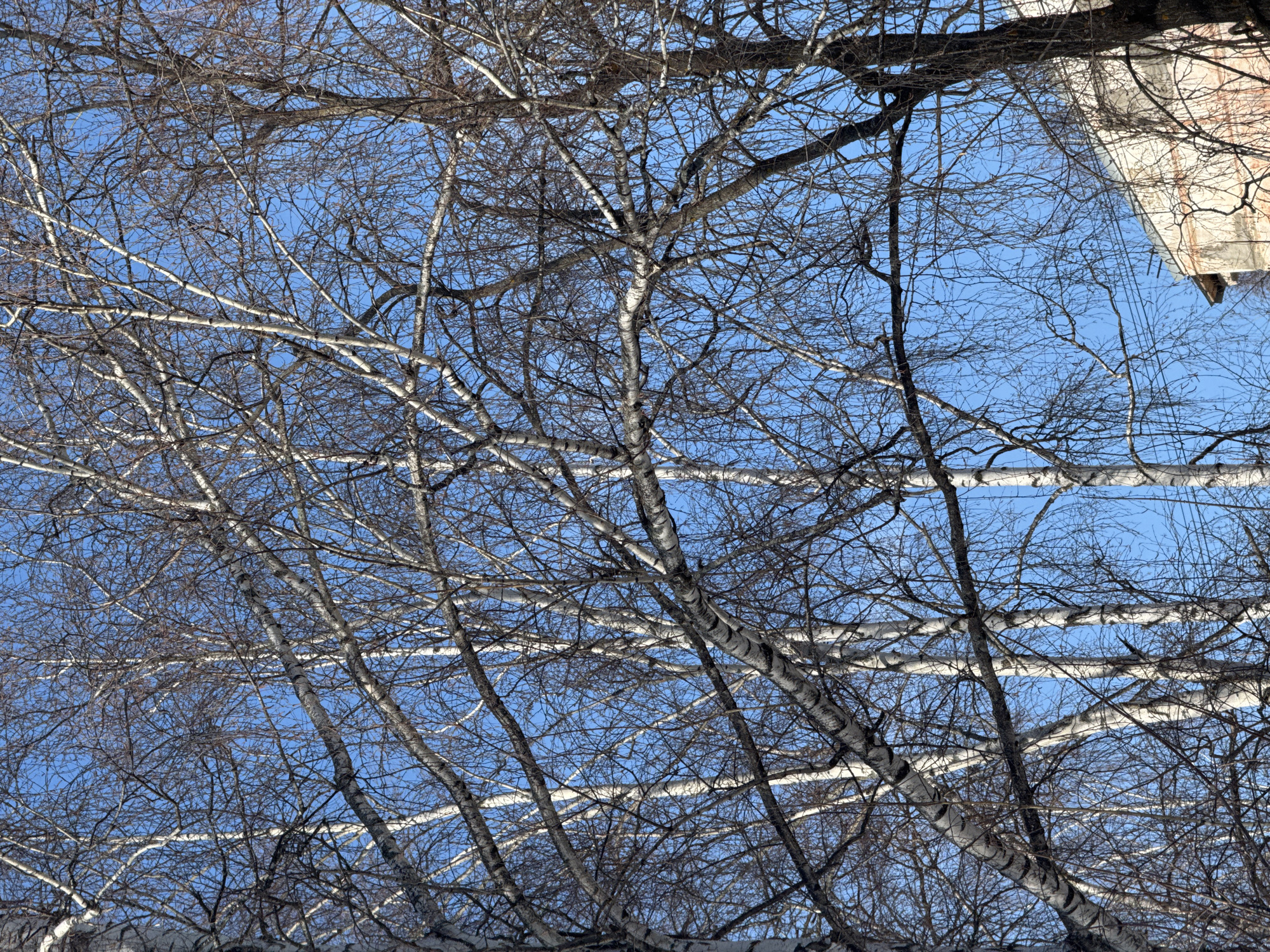 The image depicts a dense canopy of bare trees, primarily identified as birches by their distinctive white and dark-banded bark, set against a clear, bright blue sky in Chaikovsky, Russia. The intricate network of leafless branches dominates the frame, suggesting a late autumn, winter, or early spring season. In the lower right portion of the scene, a segment of a light-colored, multi-story building with a slightly weathered facade is partially visible, indicating an urban or suburban environment. Utility wires traverse the sky in the vicinity of the building. No individuals or specific actions are discernible.