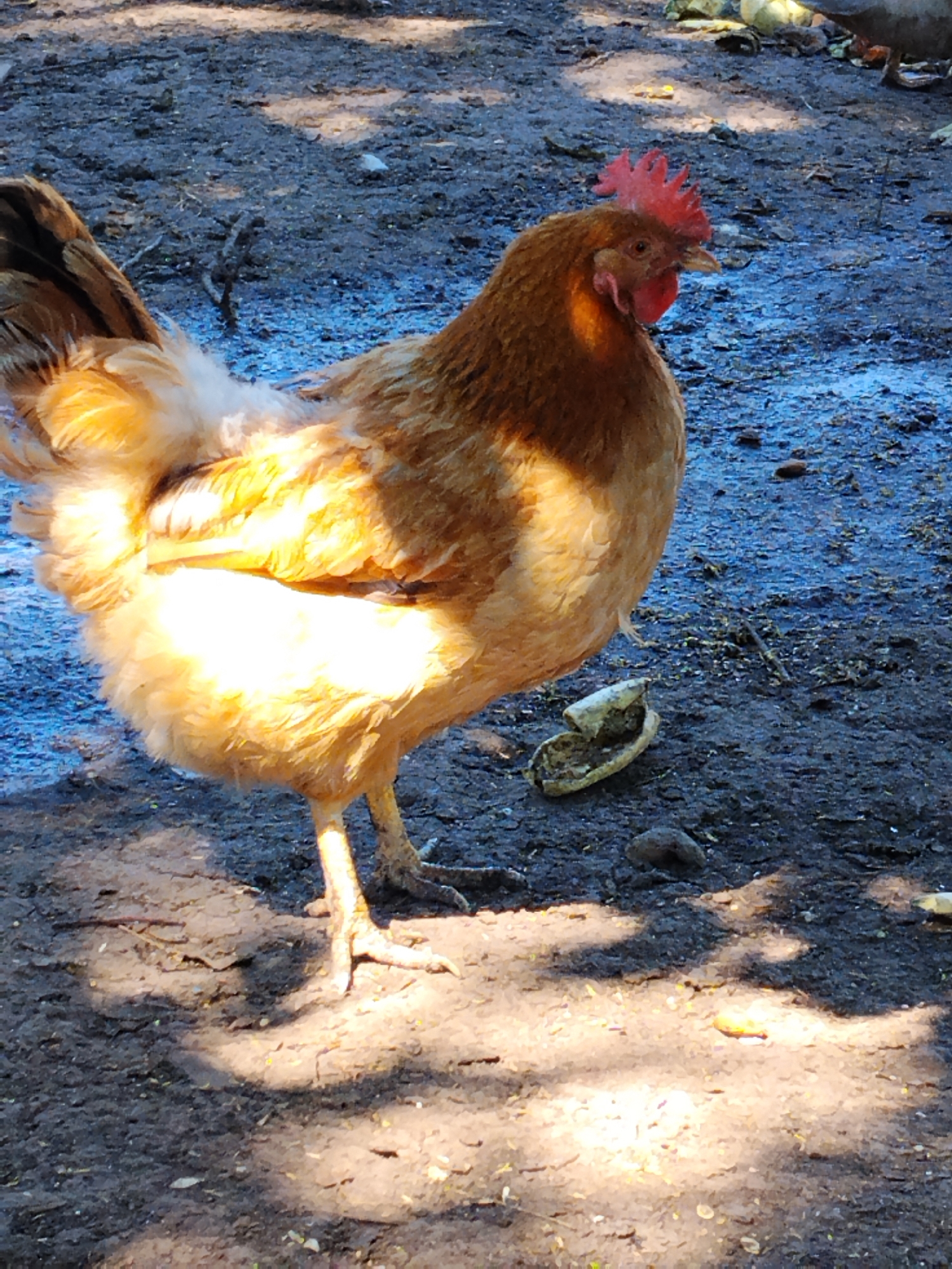 The image shows a chicken standing on the ground in what appears to be a rural or outdoor setting. The ground is composed of dirt and mud, with some scattered debris. Sunlight casts shadows on the ground, suggesting it is daytime. The chicken is a light brown color with some orange and yellow hues, and it has a red comb on its head. The chicken is facing to the right of the frame, and its body is partially illuminated by direct sunlight. There is a piece of debris, possibly a broken shell or husk, on the ground near the chicken. The background is blurred, but it appears to be more of the same earthy terrain. The location is identified as Ustyvytsia, Ukraine.