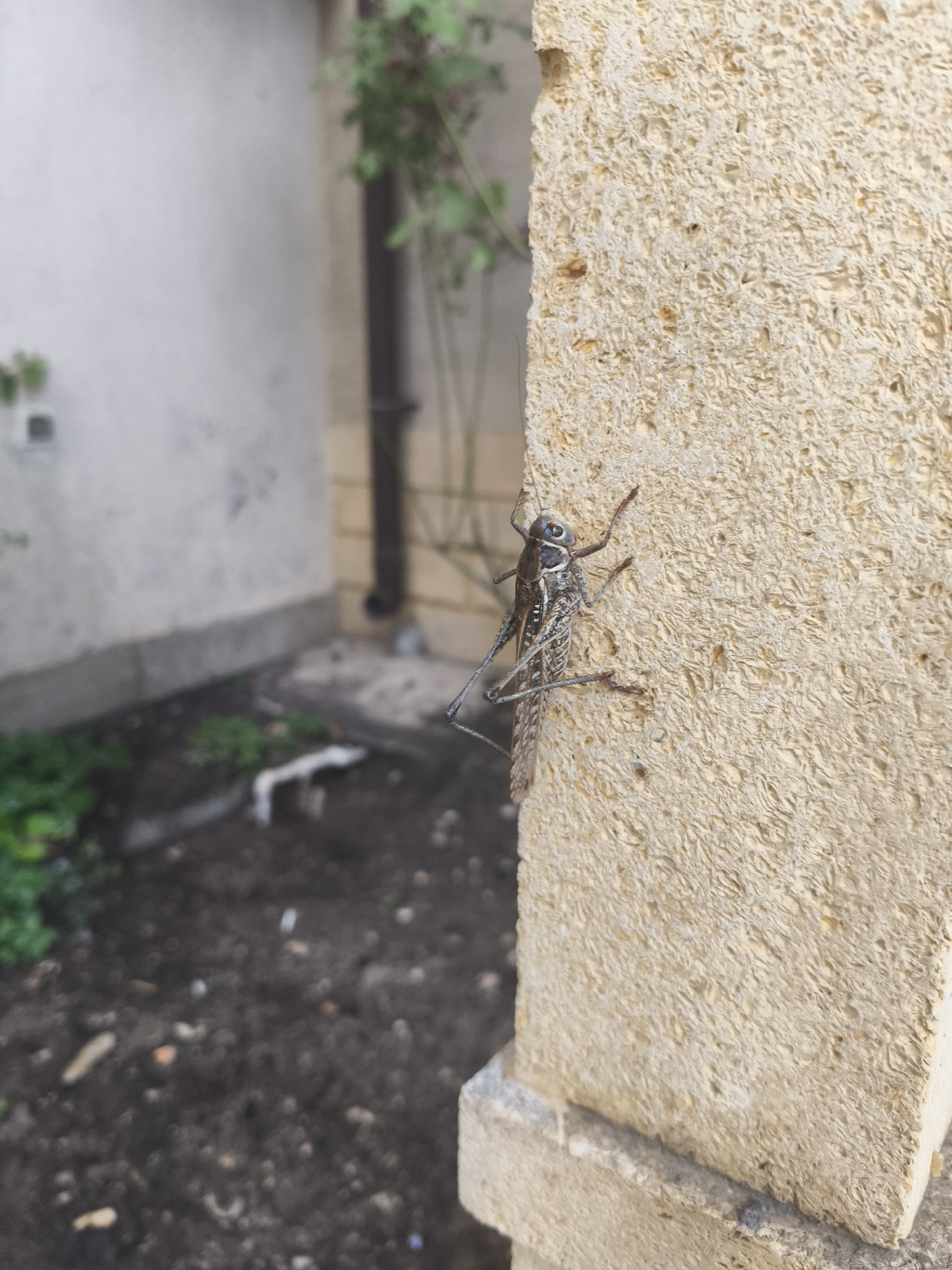 A close-up, eye-level, medium shot captures a grasshopper clinging to the textured, beige surface of a building's exterior wall. The grasshopper, predominantly brown and gray with subtle white markings, is positioned in the left half of the frame, its body angled slightly upwards. Its long, segmented legs are visible, gripping the porous wall. The background is blurred, showing a dimly lit outdoor area. To the left, a light gray wall with a dark rectangle on it is visible, along with some green foliage. Further back, a dark drainpipe descends alongside a yellow brick wall. The ground appears to be dark soil with scattered debris. The scene suggests an outdoor urban environment in Zelenomorsk, Russia, possibly a courtyard or alleyway, on a day with overcast or low light conditions.