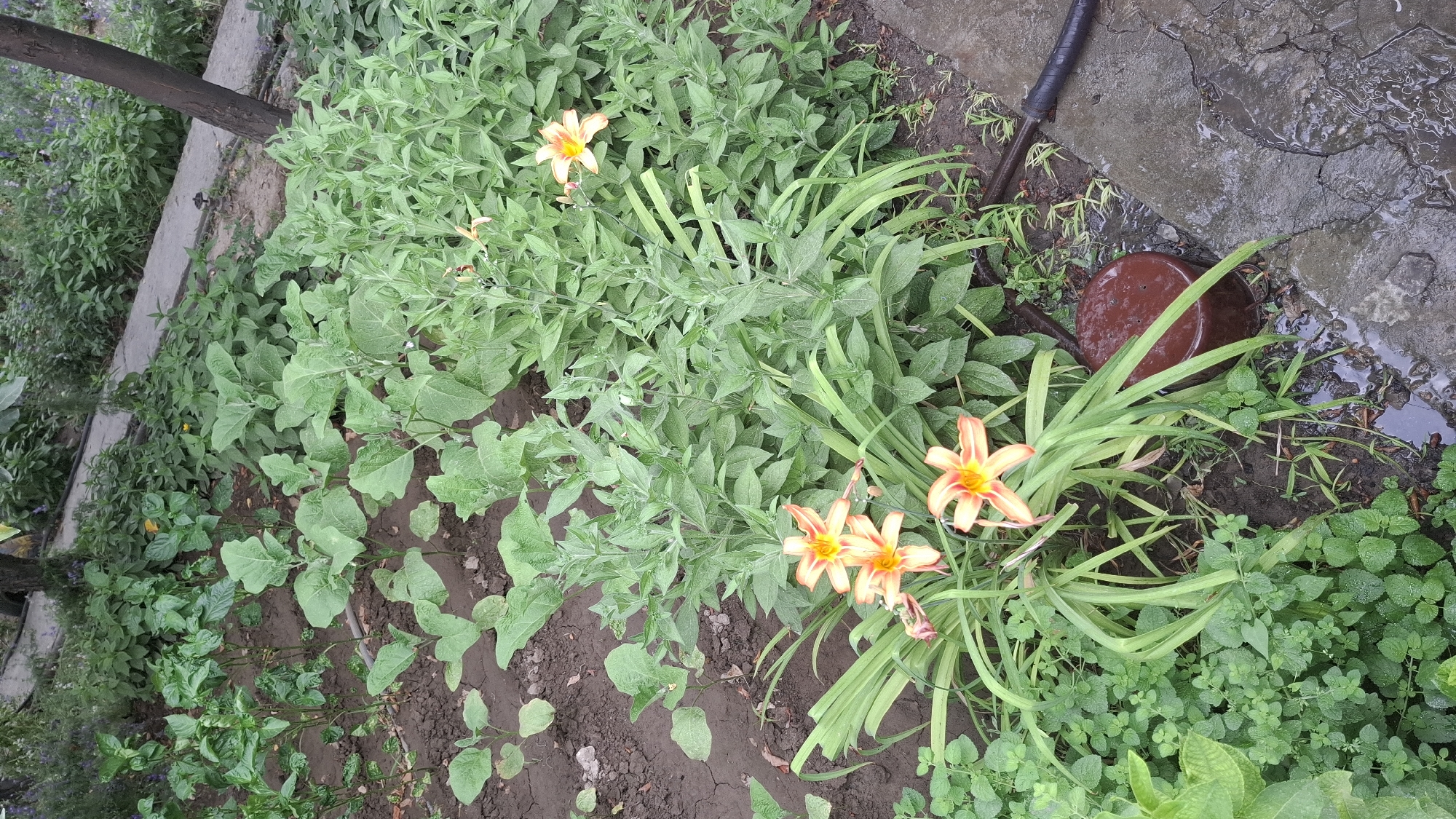 The image depicts a garden area, likely in a residential setting, with a variety of plants and some garden equipment. In the foreground, several orange lilies with yellow centers are in bloom, surrounded by lush green foliage. To the left, rows of young plants with broad leaves are visible, planted in dark soil. Behind these, a denser area of green plants with smaller leaves creates a backdrop. To the right, a paved path, wet from recent rain, runs alongside the garden. A dark brown cylindrical object, possibly a planter or a cap for a utility fixture, sits on the soil near the lilies. A black hose with a textured grip is visible on the paved path, suggesting recent watering. In the background, a dark tree trunk rises vertically, and further back, more greenery and a hint of a fence or wall can be seen. The overall impression is one of a cultivated garden, possibly a backyard in a suburban or rural area. The location is identified as Шұбарсу, Kazakhstan.