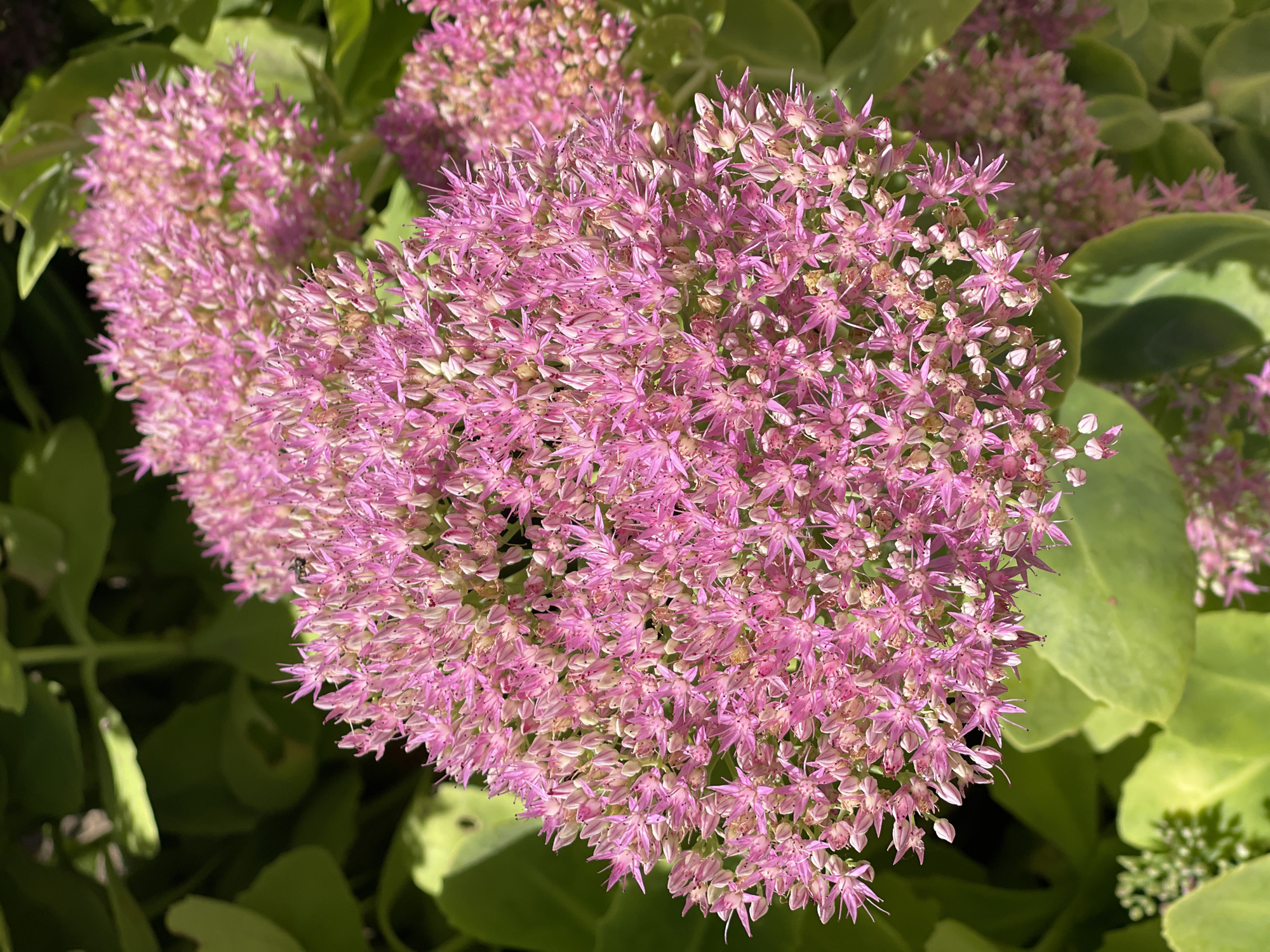 A close-up, eye-level shot showcases a cluster of bright pink flowers in bloom, likely Sedum, set against a backdrop of lush green leaves. The flowers, tightly packed and star-shaped with prominent stamens, are in sharp focus, drawing the viewer's attention to their delicate details. Sunlight illuminates the blooms, creating a vibrant, slightly blurred effect. In the upper left portion of the image, a tiny black insect, possibly a fly, is perched on one of the pink petals, adding a subtle element of life to the scene. The environment suggests an outdoor setting, such as a garden or park. The image does not provide any information about its location in the city of Sredny, Russia.