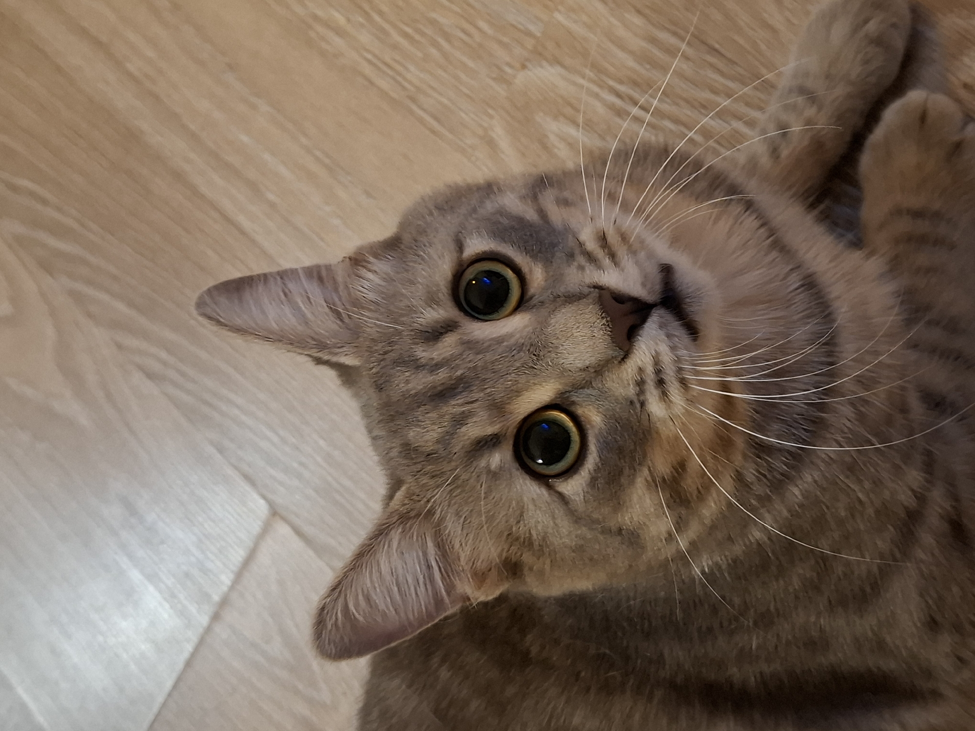 A domestic cat with tabby markings lies on a light wood-grain floor. The cat's head is tilted upwards, and its large, green eyes are wide open, looking directly at the camera. Its ears are perked forward. The floor has a pattern of wood planks. The image does not provide any information about the city of Zemun Urban Municipality, Serbia.
