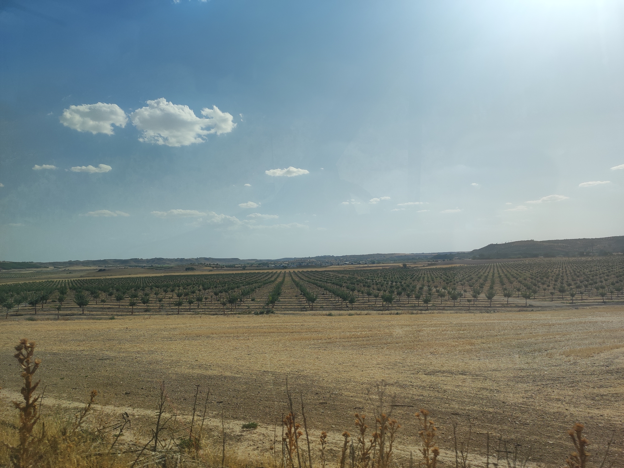 An outdoor, eye-level, wide-angle photograph depicts a vast agricultural landscape under a bright, partly cloudy sky. The scene is dominated by rows upon rows of young trees, likely an orchard, stretching across a gentle slope. The trees are small and uniformly spaced, creating a striking geometric pattern. In the foreground, dry, golden-brown grasses and brush are visible, suggesting a somewhat arid climate or a harvested field. The background shows a hazy horizon with low hills and a cluster of buildings in the distance. The sky is a pale blue, with scattered white, fluffy clouds, and the sun is casting a bright light, creating a slightly washed-out effect on the upper portion of the image. The overall impression is one of a rural, agricultural area in Spain, possibly the region around Illana. There are no people or animals visible in the image. The image appears to have been taken from a moving vehicle due to a slight reflection on the surface of the photograph.
