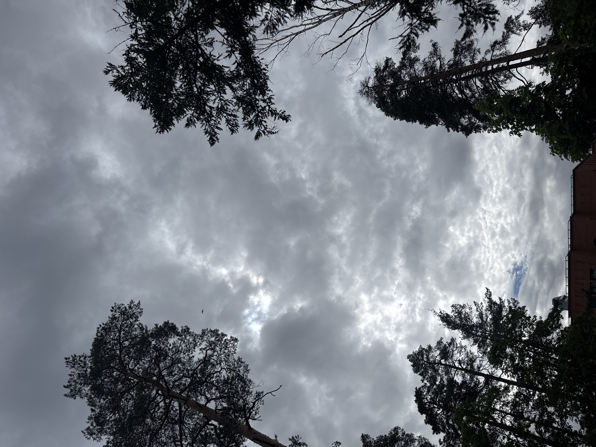 This is a low-angle, outdoor, daytime photograph looking up at a cloudy sky framed by the silhouettes of tall trees. The sky is filled with a mix of dark gray and lighter gray clouds, with some patches of brighter sky peeking through. A small, dark bird is visible flying in the upper left quadrant of the image. At the bottom center of the image, the upper portion of a dark red brick building with a visible roofline and a few windows is discernible, partially obscured by trees. The trees are predominantly evergreens, with a few bare deciduous branches also present. The overall mood of the image is somewhat somber due to the heavy cloud cover. The location is unspecified.