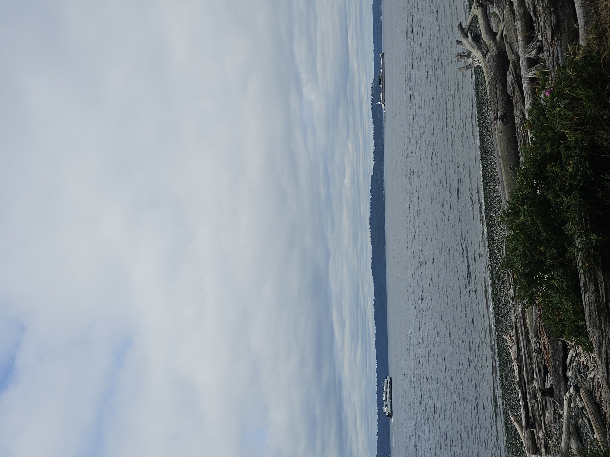 A wide-angle, eye-level, full-shot photograph captures a cloudy, overcast day on a body of water, possibly Puget Sound in Seattle, Washington. In the foreground, the shoreline is strewn with numerous pieces of driftwood and smooth grey pebbles. A small bush with pink flowers grows amongst the driftwood. In the mid-ground, the dark, rippling water is occupied by two vessels. On the left, a white ferry with green accents is moving from left to right. On the right, a long, brown and white cargo ship is also moving from left to right, further in the distance. The background is a dark, tree-covered shoreline, likely a peninsula. The sky is filled with dense, grey clouds, with a few lighter patches suggesting breaks.