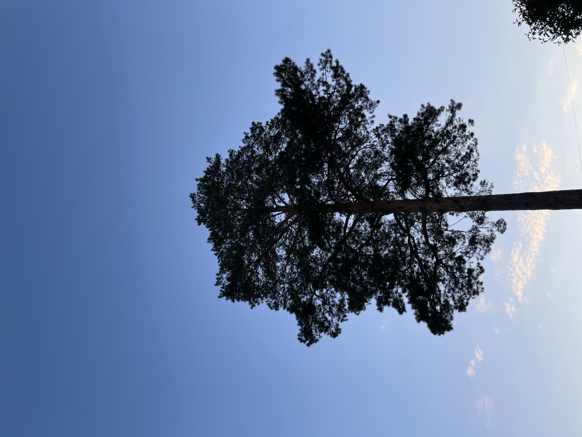 The image displays a tall, robust tree silhouetted against a vibrant sky, captured in a vertical orientation. The tree, likely a coniferous species such as a pine due to its dense, dark, and textured foliage, occupies the central and left-hand portions of the frame. Its thick trunk is visible on the right side, extending upwards towards the canopy.
The sky presents a striking gradient, transitioning from a rich, deep blue on the far left to a lighter, almost pastel blue and white towards the right. Scattered within the lighter section of the sky are delicate, wispy clouds, softly illuminated, suggesting either the glow of a rising sun in the early morning or a setting sun in the late afternoon. The atmosphere appears calm and clear, with no indication of turbulent weather.
No discernible activity or event is taking place; the scene is a serene natural landscape. There are no people, animals, or prominent man-made objects visible, apart from what appears to be a thin line or wire near the upper right edge of the frame. No text is visible anywhere in the image. The setting for this tranquil natural view is Zheleznogorsk, Russia.