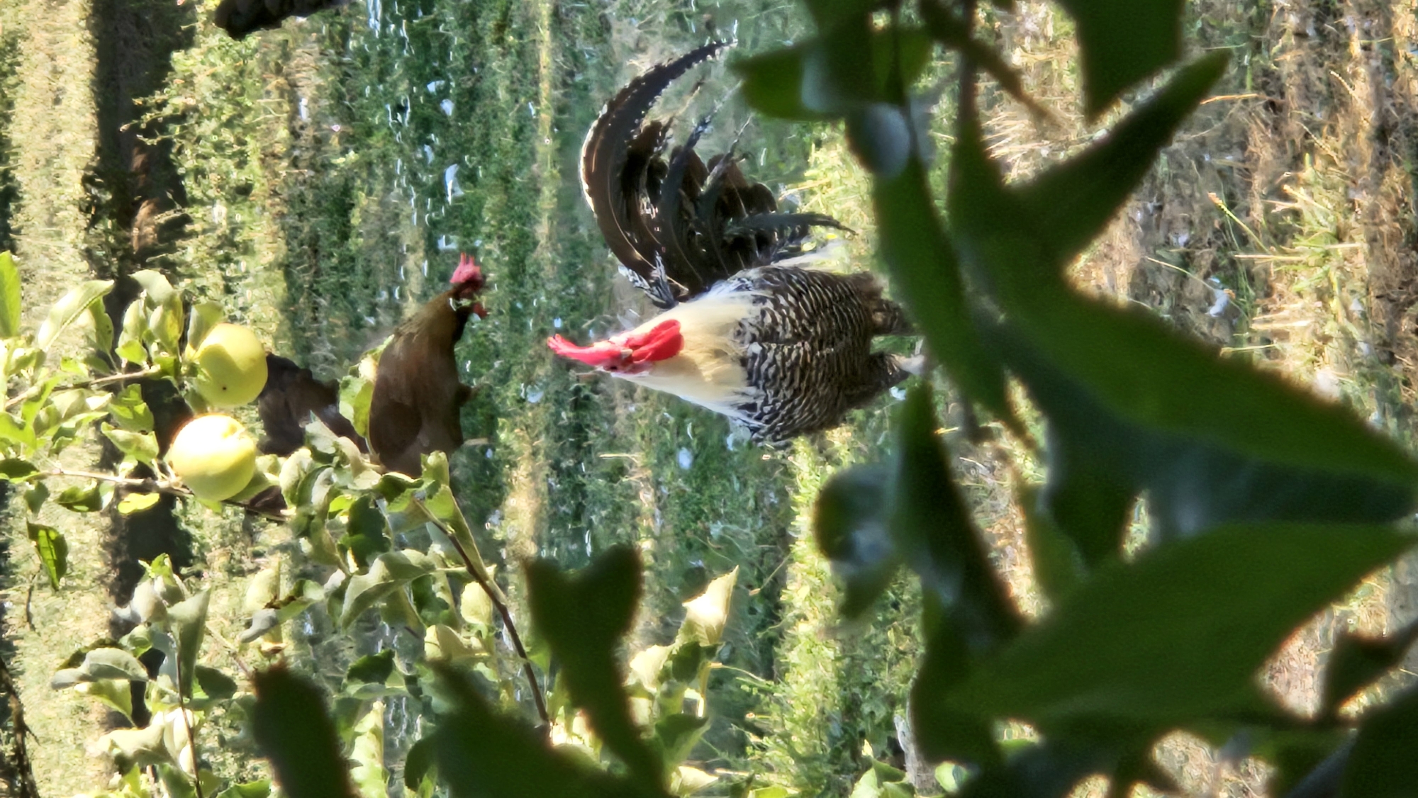 In the foreground, the out-of-focus green leaves of a tree partially obscure the view. In the mid-ground, a rooster with a white neck, black and white patterned body, and a prominent red comb stands on grassy ground. Its tail feathers are long and dark. In the background, an apple tree bears two light green apples, and another chicken is partially visible near the tree trunk. The ground is covered with dry grass and scattered white feathers. The scene is illuminated by natural light, suggesting an outdoor environment. The location is not discernible from the image.