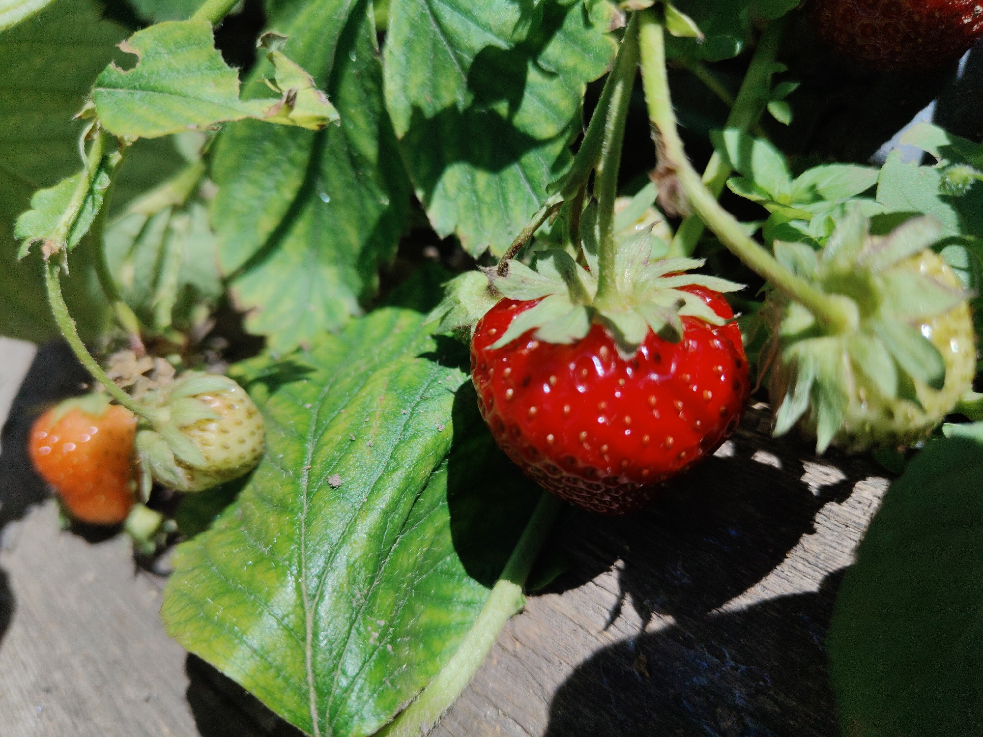 This is a close-up, outdoor, natural light photograph of ripening strawberries on a plant. The focus is on a bright red, ripe strawberry in the center of the frame, with its green stem and calyx visible. To the left, a smaller, orange-red strawberry is partially in focus, and behind it, an unripe, pale green strawberry is visible. Several green strawberry leaves, some showing signs of damage like small holes and browning edges, surround the fruits. The background consists of more foliage and a dark, textured surface that appears to be weathered wood. The image does not contain any elements that would indicate its location in Mykolaiv, Ukraine, nor does it depict any people or interactions.