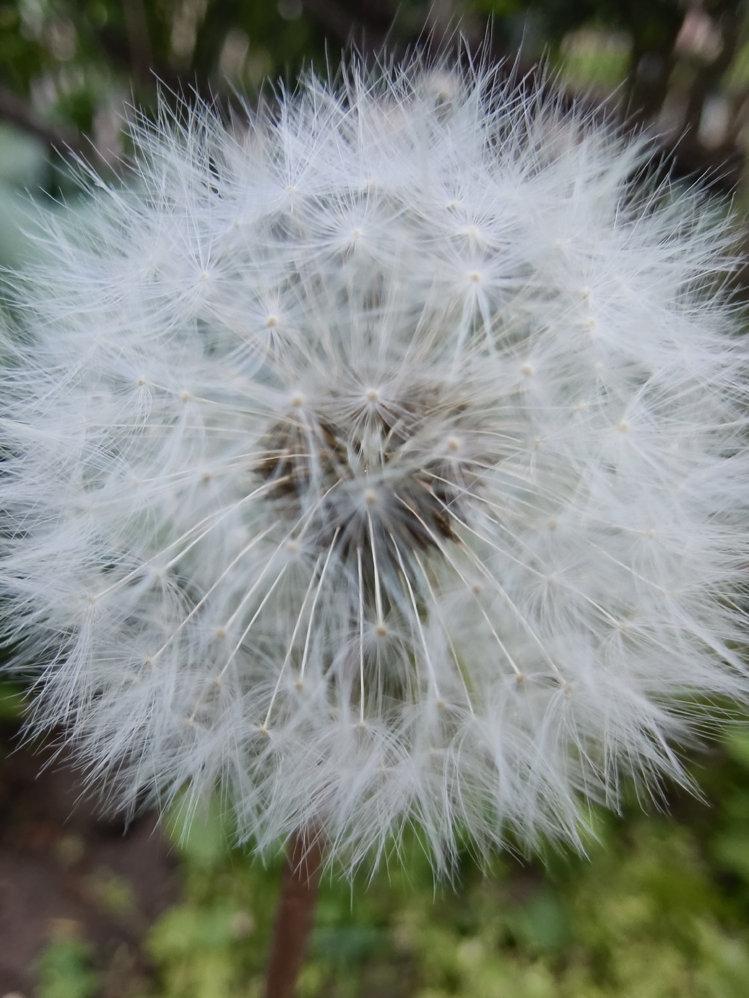 Here's a detailed description of the image:
The image is a close-up shot of a fully developed dandelion seed head, also known as a "clock." The seeds are attached to feathery, white parachutes (pappus) which radiate outwards from a central brown core. The parachutes appear delicate and fluffy.
The background is slightly out of focus. Hints of green foliage suggest the dandelion is growing in a grassy area. The dandelion stem is partly visible at the bottom of the image.
Based on the prompt's location context, this dandelion is found in Kryvyi Rih, Ukraine. The exact location cannot be further determined.