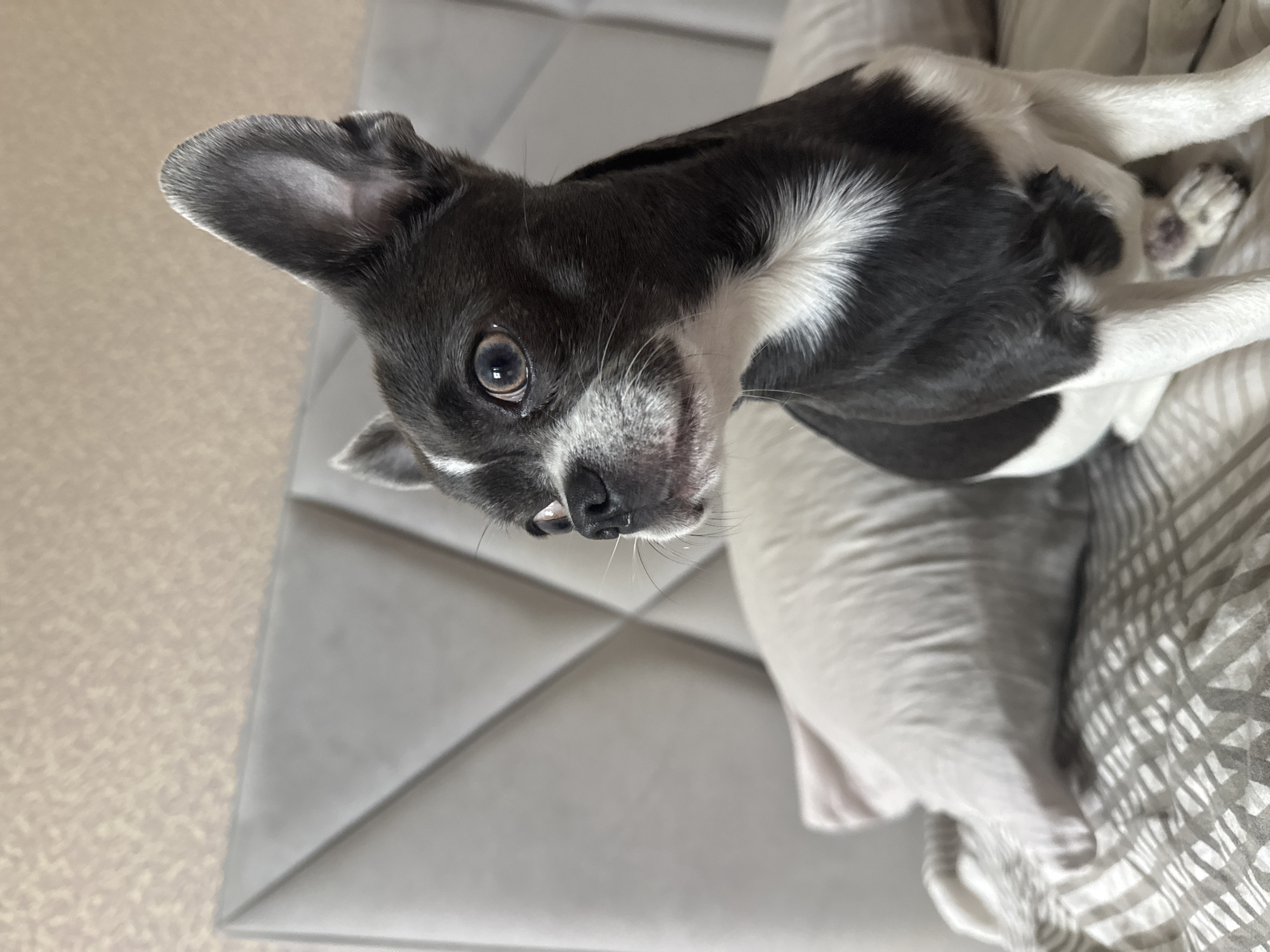 The image shows a close-up, eye-level, medium shot of a black and white Boston Terrier dog sitting on a bed. The dog is facing left, with its head turned to the right, looking intently at something out of frame. Its large ears are perked up. The dog has brown eyes, a black nose, and white markings on its chest, muzzle, and forehead. The bed has a grey quilted headboard in the background, with a light-colored pillow behind the dog. The bedding is striped with grey and white lines. The overall environment appears to be a bedroom. There is no indication of the city of Новинки, Russia in the image.