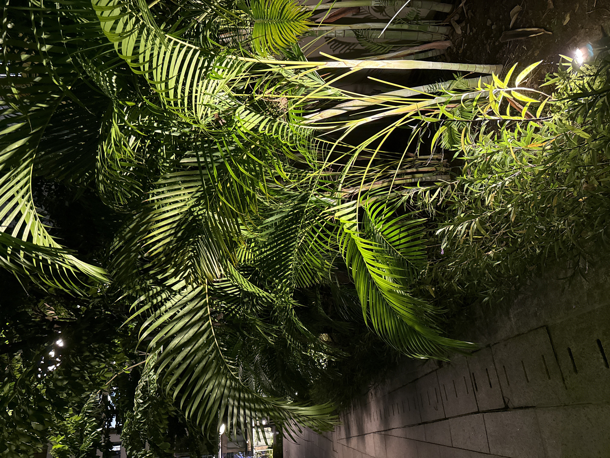 This is a nighttime photograph of a paved walkway adjacent to dense tropical foliage, likely in Thủ Đức City, Vietnam. The walkway, constructed of rectangular stone pavers, runs along the left side of the frame, illuminated by a soft light source from above and to the left. The foliage consists primarily of palm fronds and smaller leafy plants, all bathed in a greenish-yellow light, suggesting artificial illumination from low-angle spotlights directed upwards. The dense greenery obscures much of the background, but hints of urban structures, possibly buildings, can be seen through the leaves in the upper left portion of the image. The overall impression is of a well-maintained outdoor space, likely a park or a residential complex, designed for evening ambiance. There are no people or animals visible in the frame.