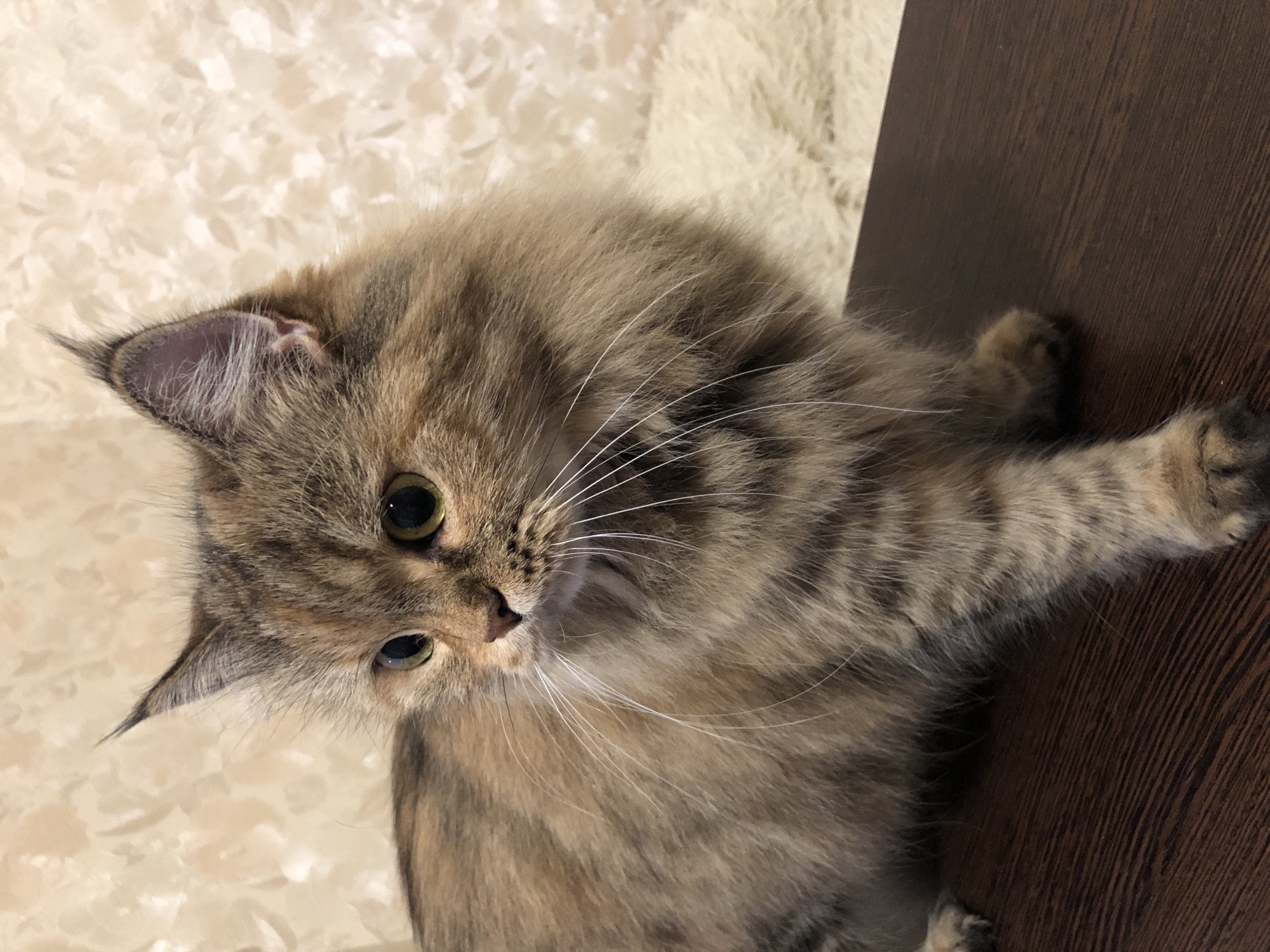 An adult, long-haired cat with brown and tan tabby markings is positioned on a dark brown, wooden surface. The cat is facing right, with its body angled towards the viewer. Its eyes are wide and yellow-green, and its ears are pointed. Long white whiskers extend from its muzzle. The background consists of a textured, cream-colored wall with a floral pattern, and a fluffy, cream-colored rug. The lighting appears to be artificial and ambient. No people are present in the image. The scene is indoors, with no specific city or location information available.