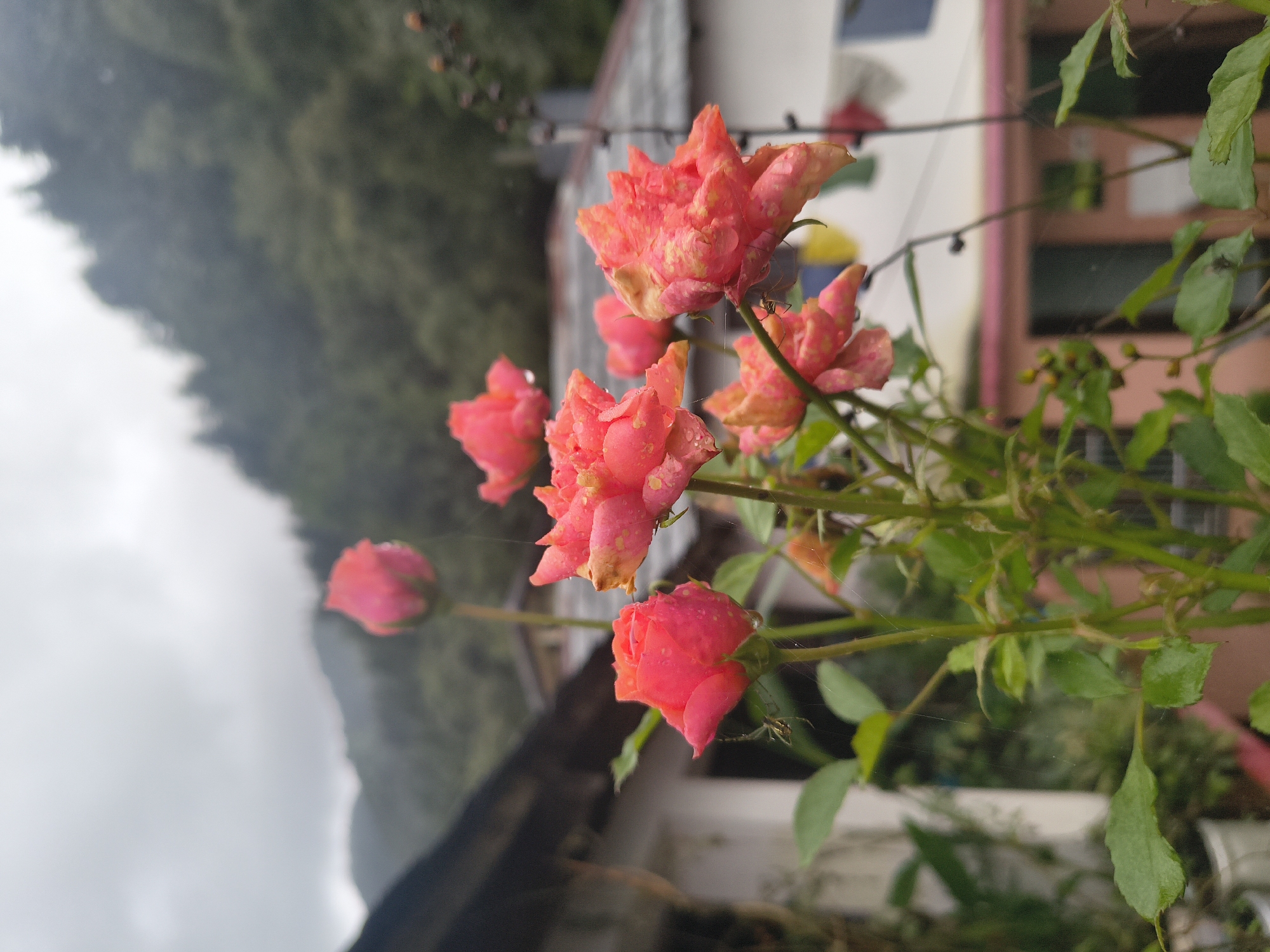 The image depicts a cluster of pink and orange roses, some with water droplets on their petals, in the foreground. A small spider is visible on a strand of its web, attached to one of the rose stems. In the background, a building with a dark roof and white walls is partially visible, along with a lush green hillside covered in trees. The sky is overcast and grey. The scene appears to be in a mountainous region, possibly Haini, India, given the architectural style and vegetation.