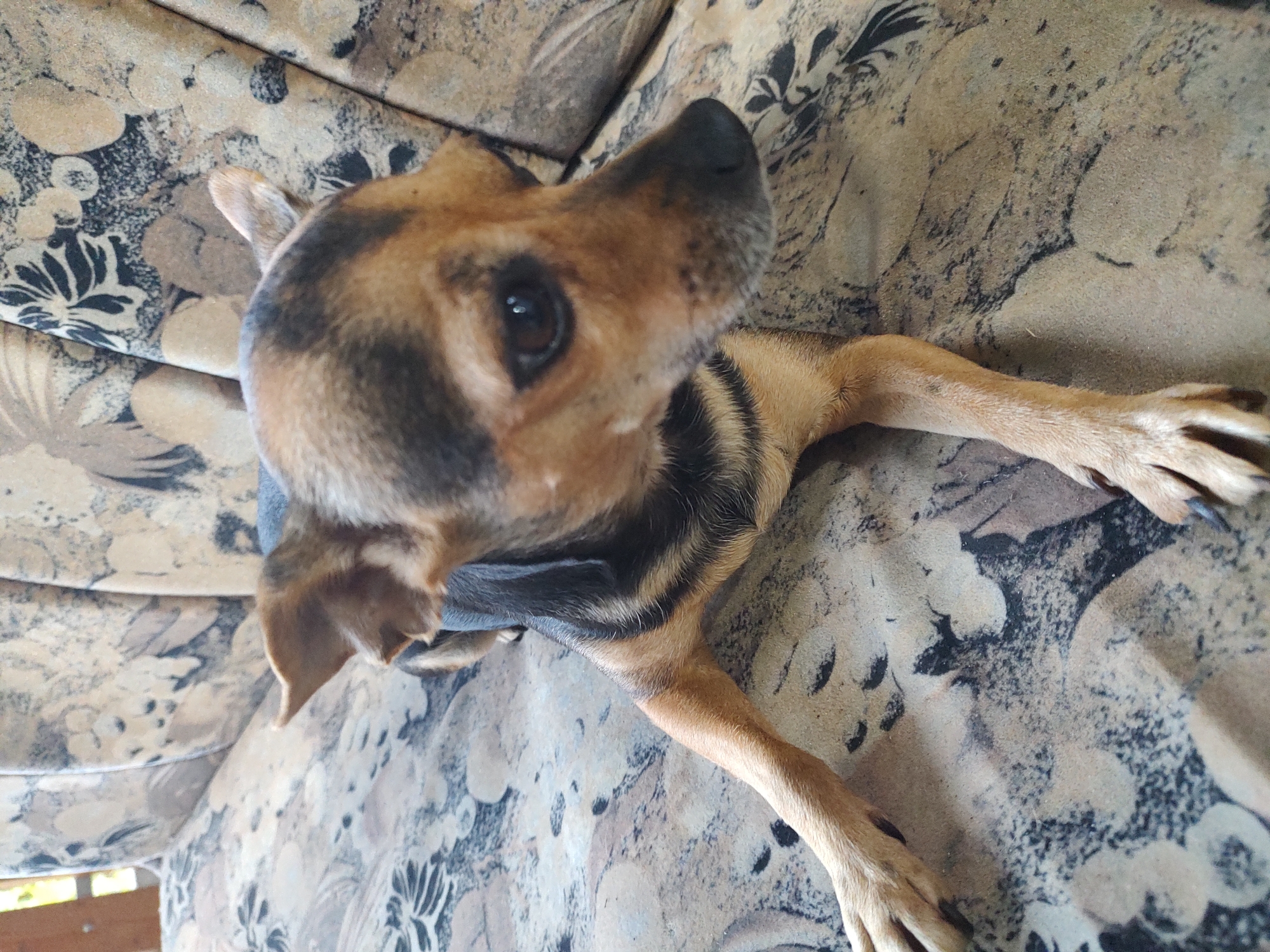A tan and black mixed-breed dog is lying on a patterned sofa. The dog is facing to the right, with its head slightly lowered. Its ears are perked up. The sofa has a floral pattern with black and tan colors. The background appears to be outdoors with some greenery visible. This image was taken in Kochmar, Bulgaria.