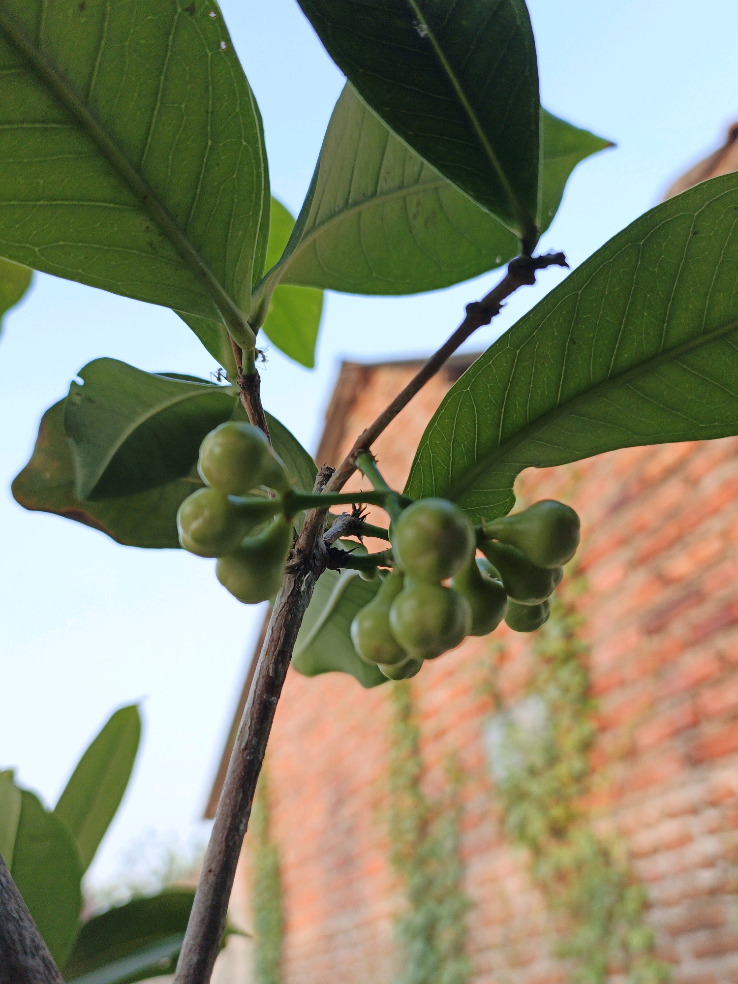 The image shows a close-up of a branch with small, green, unripe fruits, likely from a rose-apple tree, against a blurred background of a brick wall and ivy. Two ants are visible on the stem above the fruit. The scene is captured outdoors, with a bright sky visible. The location is specified as Ketegan, Indonesia, suggesting a tropical or subtropical environment conducive to fruit-bearing trees. The image is a still, naturalistic shot, focusing on the details of the plant and its inhabitants.