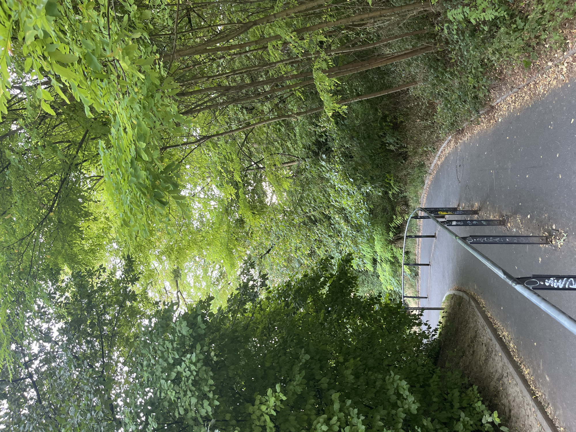 The image depicts a paved pathway winding through a wooded area, with lush green trees and foliage on either side. A metal railing runs along the outer edge of the pathway. The ground is covered with scattered leaves, and sunlight filters through the dense canopy of leaves overhead. The scene appears tranquil and natural, suggesting a park or a nature trail within a city. There are no people or animals visible in the image. The pathway's curve suggests it leads further into the wooded landscape. The overall impression is one of a serene, green environment within an urban setting.