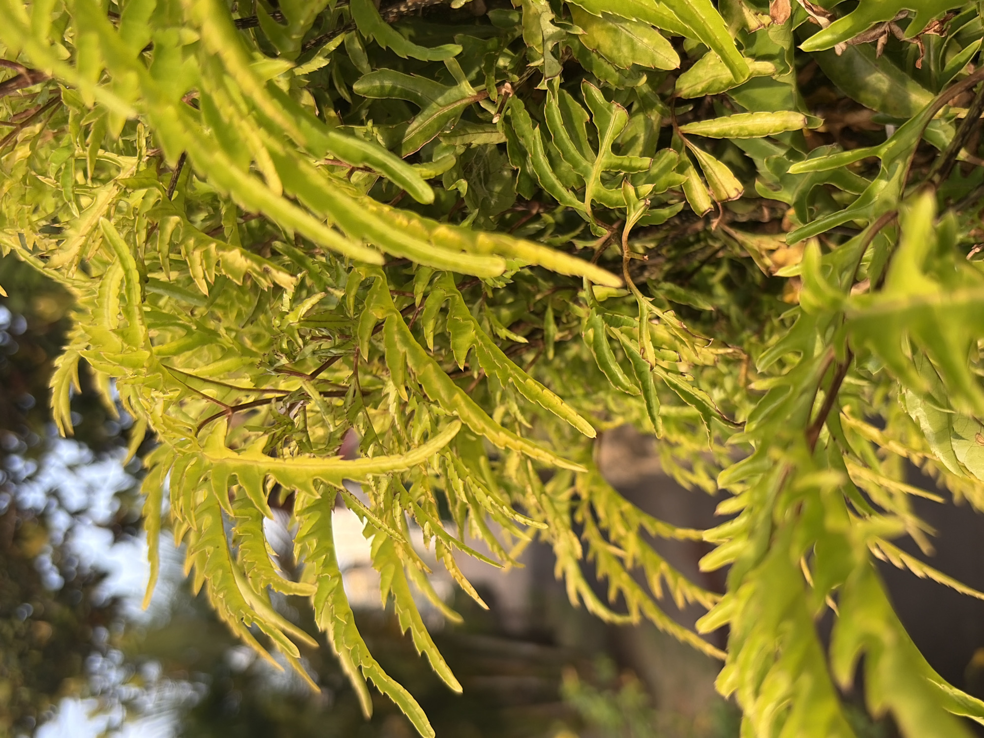 The image features a close-up view of a fern plant, likely in Guayana City, Venezuela, based on the prompt. The fern has light green, serrated leaves. Some brown stems are visible amidst the foliage. The background is blurred, with hints of trees and a slightly visible sky, suggesting an outdoor setting. The image appears to have been taken from below, looking upwards at the plant.