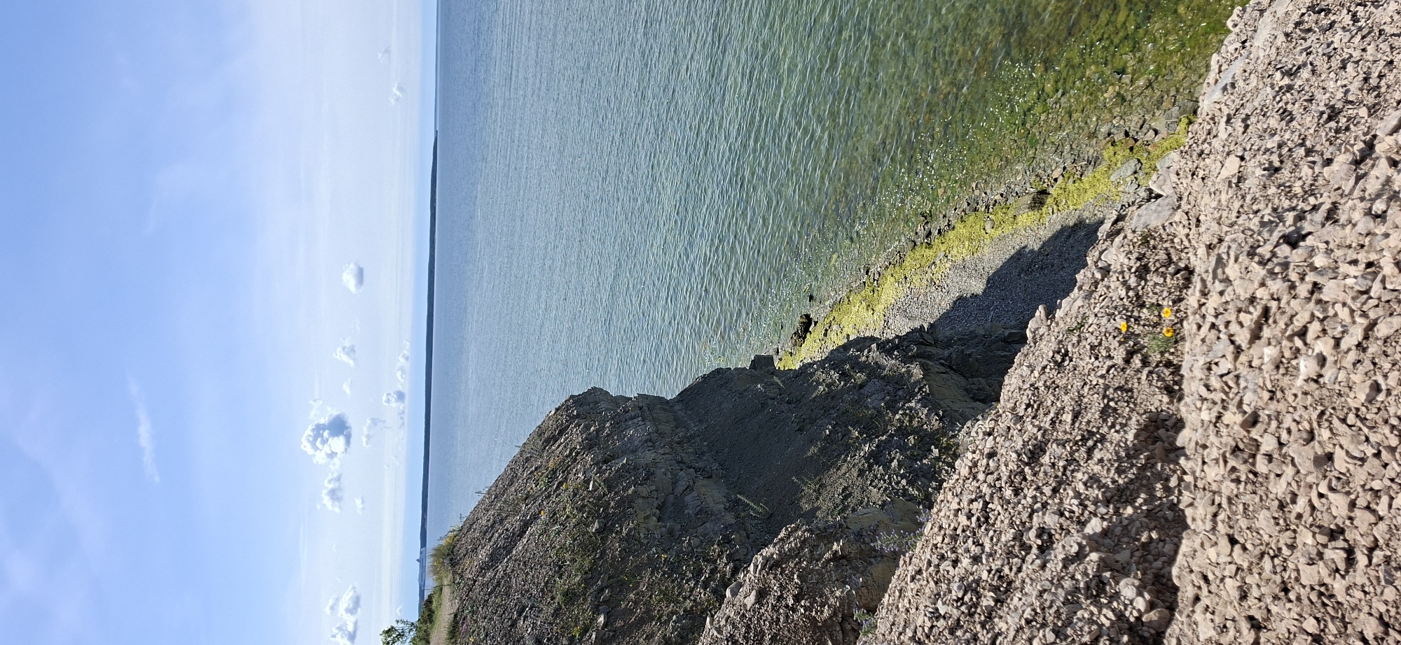 The image is a vertical, eye-level shot of a rugged, rocky cliff overlooking a vast body of clear, greenish water under a bright, partially cloudy blue sky. The cliff face, composed of layers of stone and gravel, slopes downwards from the upper left of the frame to the lower right. Sparse green vegetation and a few small yellow wildflowers are visible on the cliff and its upper edge. A narrow strip of pebbles and green algae lines the base of the cliff where it meets the water. In the distance, a flat, tree-covered horizon stretches across the frame. The scene appears to be Panga Cliff on Saaremaa island, Estonia, a popular tourist destination known for its dramatic coastal landscape. There are no people or discernible actions in the image.