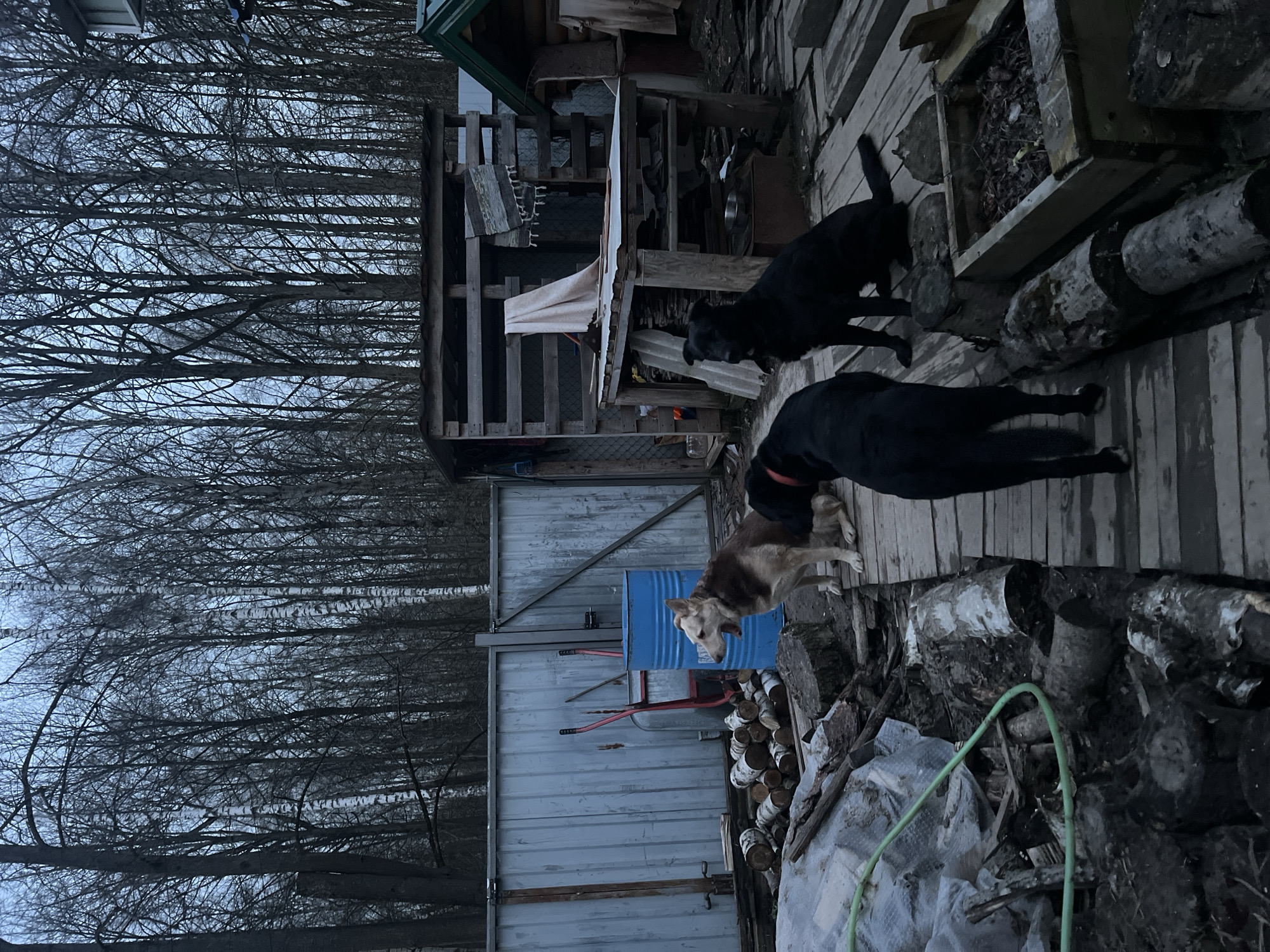 This image presents an outdoor scene at Ильинская Поляна Снт, Russia, likely during a cold season such as late autumn or early spring, given the bare trees against a pale, overcast sky. The view is slightly angled downwards, revealing a rustic backyard or property area.
The primary subjects are three dogs. Two black dogs stand on a wooden deck or platform in the foreground and midground. One is positioned near a wooden planter box filled with twigs and leaves, while the other is slightly further back. A third dog, light brown or tan, stands to the left, looking towards the ground next to a prominent blue metal barrel.
The setting includes various structures and objects. A corrugated metal fence runs across the midground, separating the immediate area from a dense grove of leafless trees in the background. On the left, a rough wooden shed or shelter is visible, with a metal bowl and a light-colored cloth draped over its frame. The ground in the foreground is cluttered with numerous logs, possibly firewood, some appearing to be birch, and pieces of white plastic sheeting. A green garden hose lies coiled among these items. Red-handled tools, possibly shovels or rakes, are propped against the blue barrel and the fence.
The dogs appear calm, simply standing in the outdoor space. There is no specific activity or event taking place, but rather a candid snapshot of daily life. The light suggests either early morning or late afternoon, or a consistently dull, grey day. The overall atmosphere is functional and utilitarian. No visible text can be identified in the image.