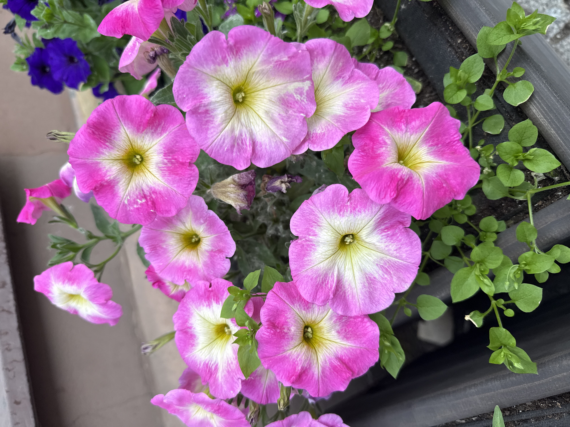 The image shows a close-up view of several pink and white petunias in a planter. The flowers have a funnel shape with ruffled edges. Some of the petals are a vibrant pink, while others are a lighter pink with white veining. The centers of the flowers are a pale yellow. In the background, there are some darker purple petunias and green leaves. The planter appears to be made of dark wood. The overall impression is one of abundant blooming flowers in a garden setting. The lighting suggests it is daytime, possibly a sunny day given the brightness of the flowers. There is no visible text in the image. The context provided is "Saint Petersburg, Russia."
