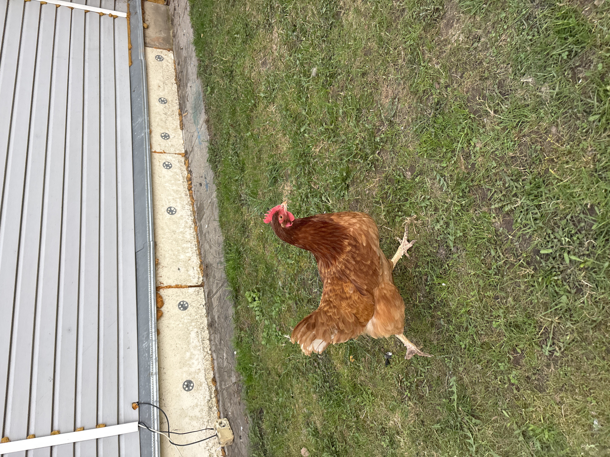 A top-down view shows a brown chicken standing on a patch of green grass next to a grey metal corrugated wall and concrete edge. The chicken has a red comb and wattles. A power cord and outlet are visible near the base of the metal wall. The location is Мещёры, Russia.