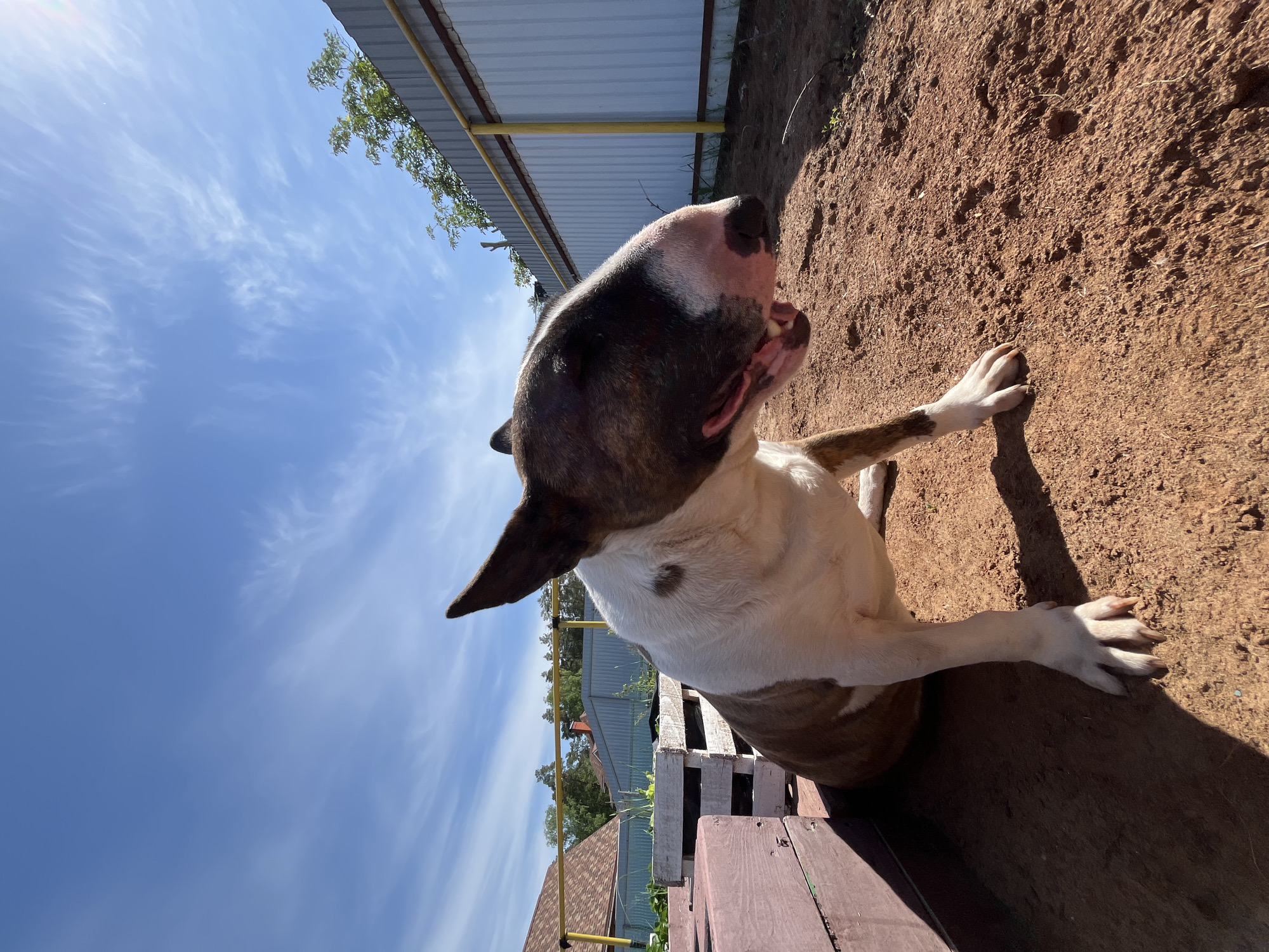 A brindle and white Bull Terrier dog sits on a wooden surface. The dog faces the upper right of the frame, with its mouth slightly open. The background is a mixture of blue sky with light clouds, a metal fence, vegetation, and dirt ground. The location is Chaikovsky, Russia.