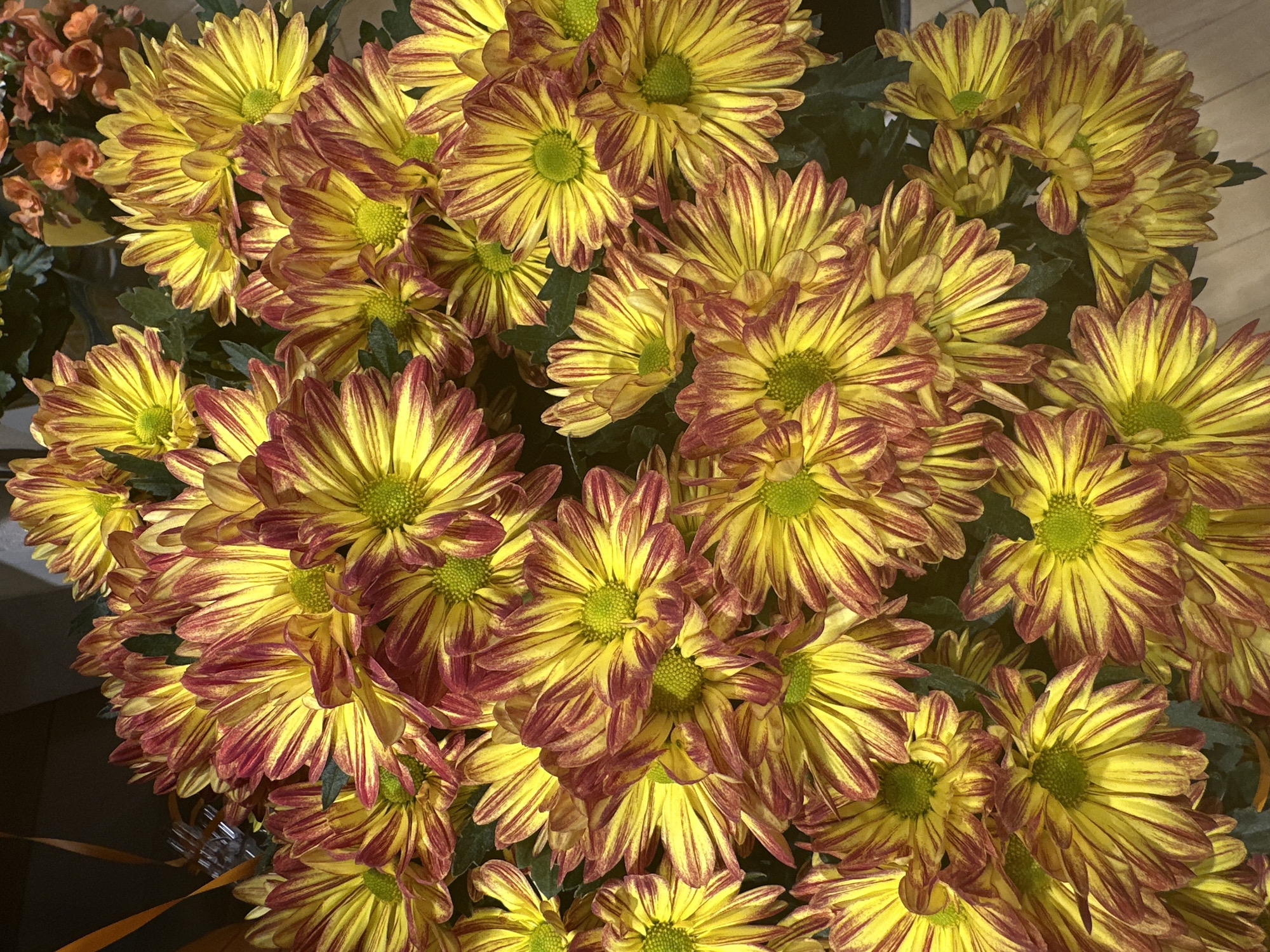 A bouquet of yellow and red chrysanthemums is displayed from a top-down view. The flowers are arranged in a dense cluster, with their petals unfurling outwards. The chrysanthemums feature a vibrant yellow hue at the base of their petals, which gradually transitions to a deep red or burgundy towards the tips. This color variation creates a striking striped or streaked effect on each petal. The centers of the flowers are a lighter, fuzzy yellow-green. In the background, out-of-focus elements suggest an indoor setting, possibly a store or home, with hints of dark surfaces and possibly other floral arrangements. There are no people present in the image. The lighting appears to be artificial, casting a warm glow on the flowers and highlighting their textures. The image was captured in Camp Hill, United States of America.