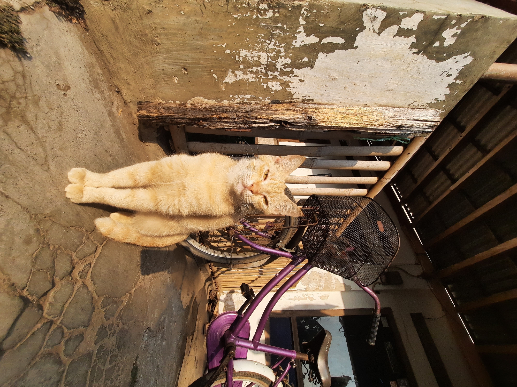 A ginger cat sits facing the camera on a concrete surface, its paws neatly tucked in front of it. The cat's eyes are partially closed, and it has a relaxed posture. Behind the cat, a purple bicycle with a black wire basket is parked. The bicycle appears to be an older model. The scene is set outdoors, likely in a residential area. A wooden structure with a corrugated metal roof is visible in the background, casting shadows on the ground. The wall to the left of the cat is textured and shows signs of peeling paint. The sunlight suggests it is either early morning or late afternoon. The location is Andong, Indonesia.